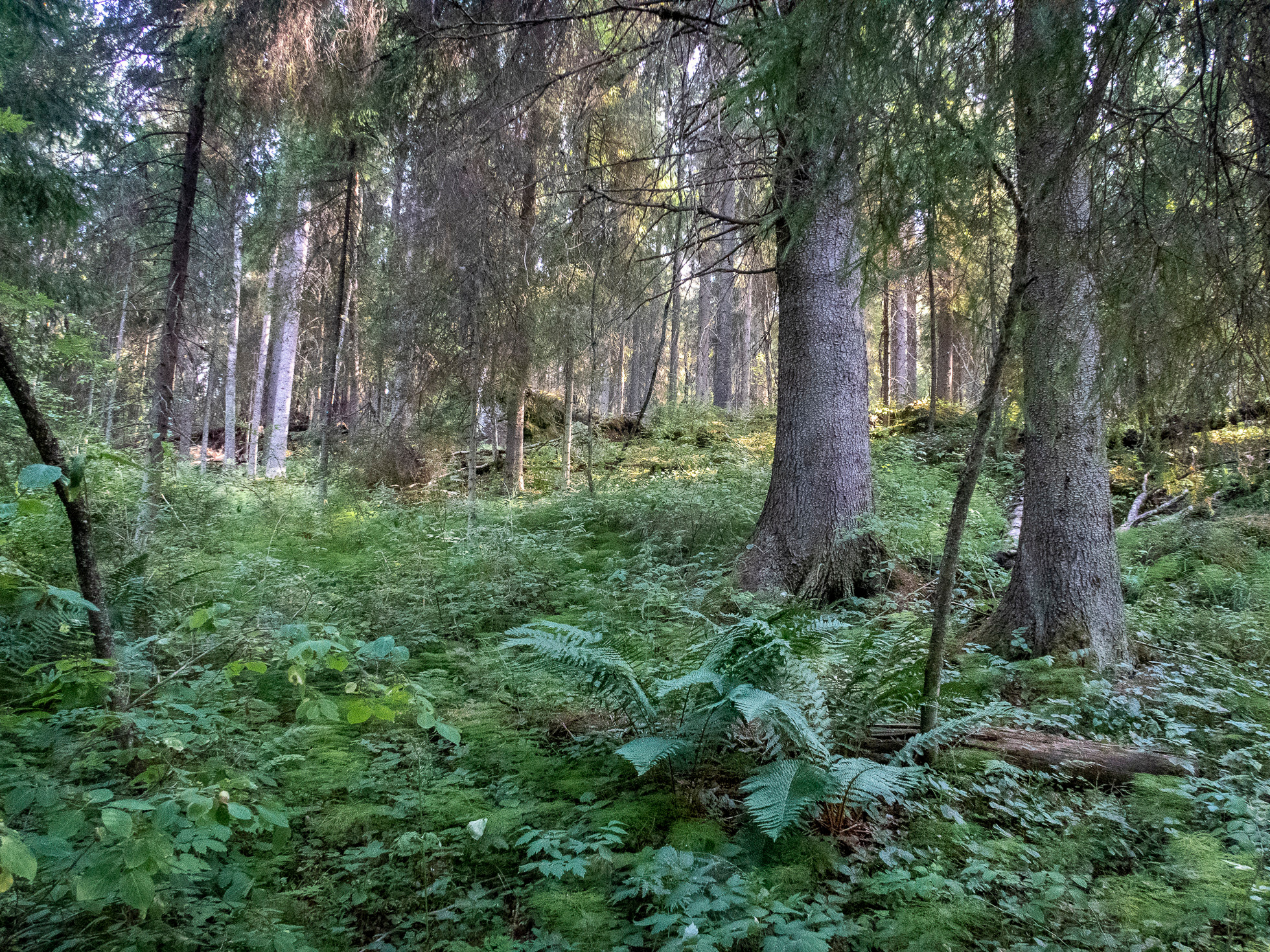По Ладоге. Фото из походов и путешествий клуба скандинавской ходьбы Пойдем Ходить