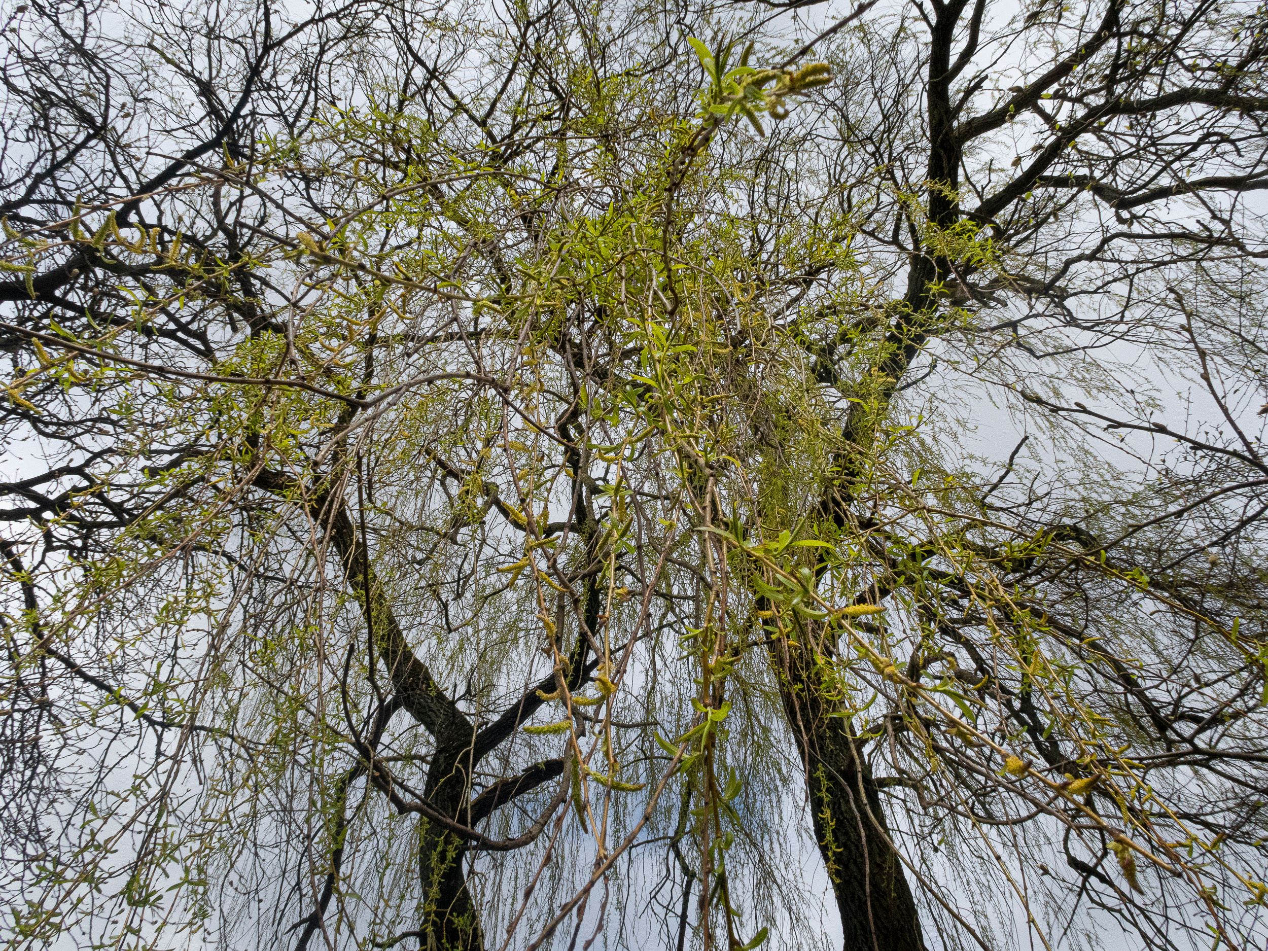 Калиниград. Фото из походов и путешествий клуба скандинавской ходьбы Пойдем Ходить