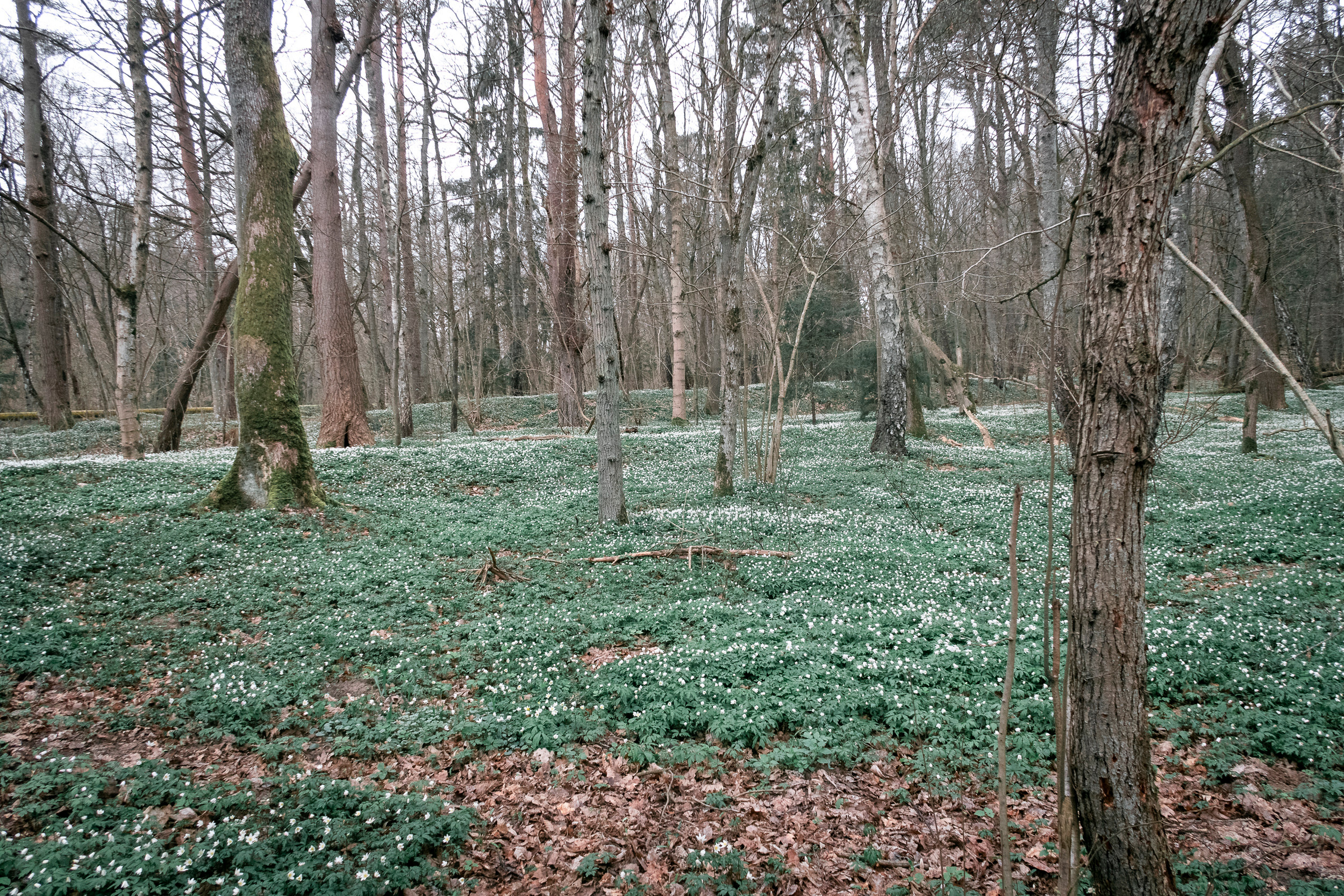 Калиниград. Фото из походов и путешествий клуба скандинавской ходьбы Пойдем Ходить