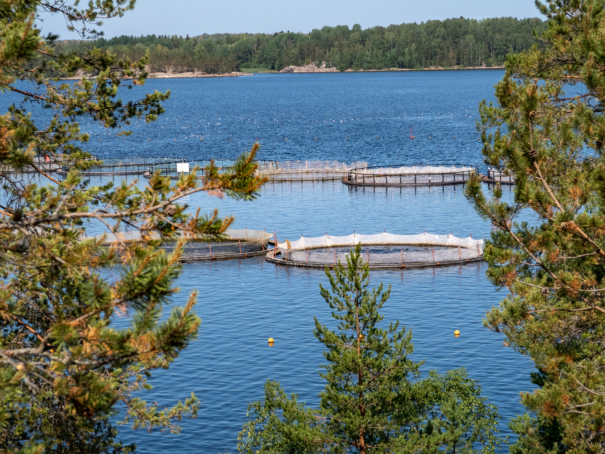 По Ладоге. Фото из походов и путешествий клуба скандинавской ходьбы Пойдем Ходить