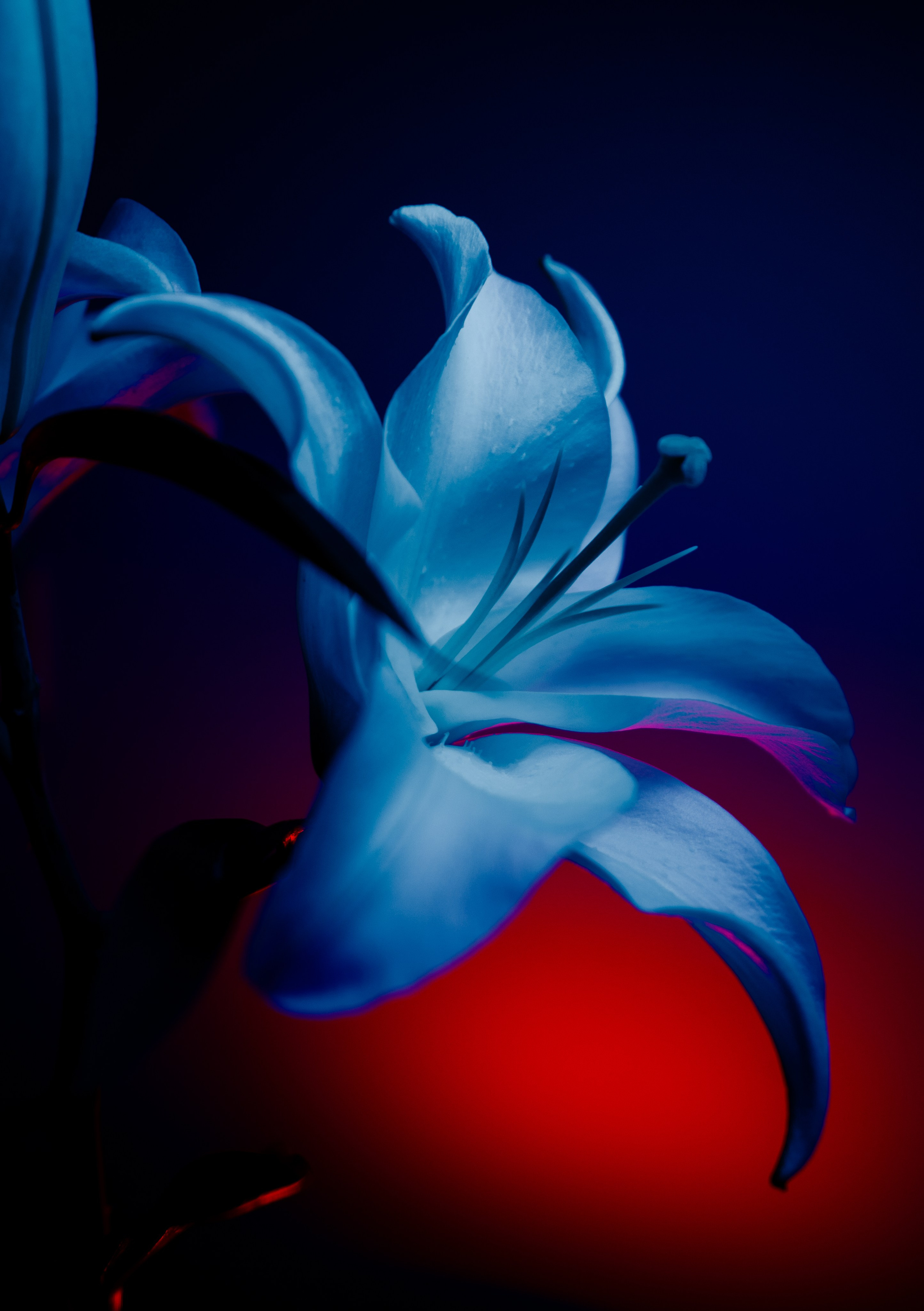 Цветы. Фотограф Алиса Аспер