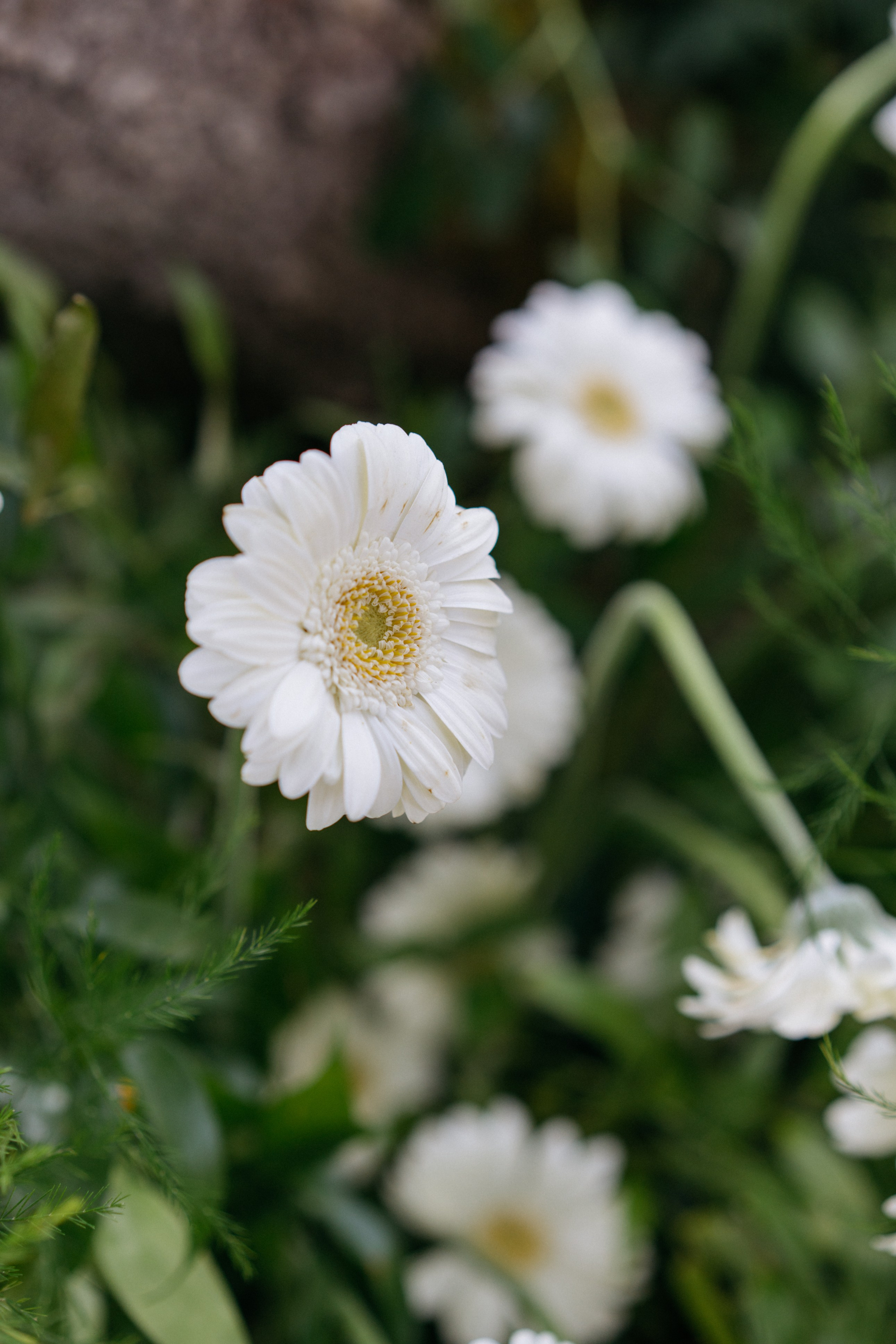 Илья и Алина. Свадебный и семейный фотограф в Калининграде Анастасия Гриценко