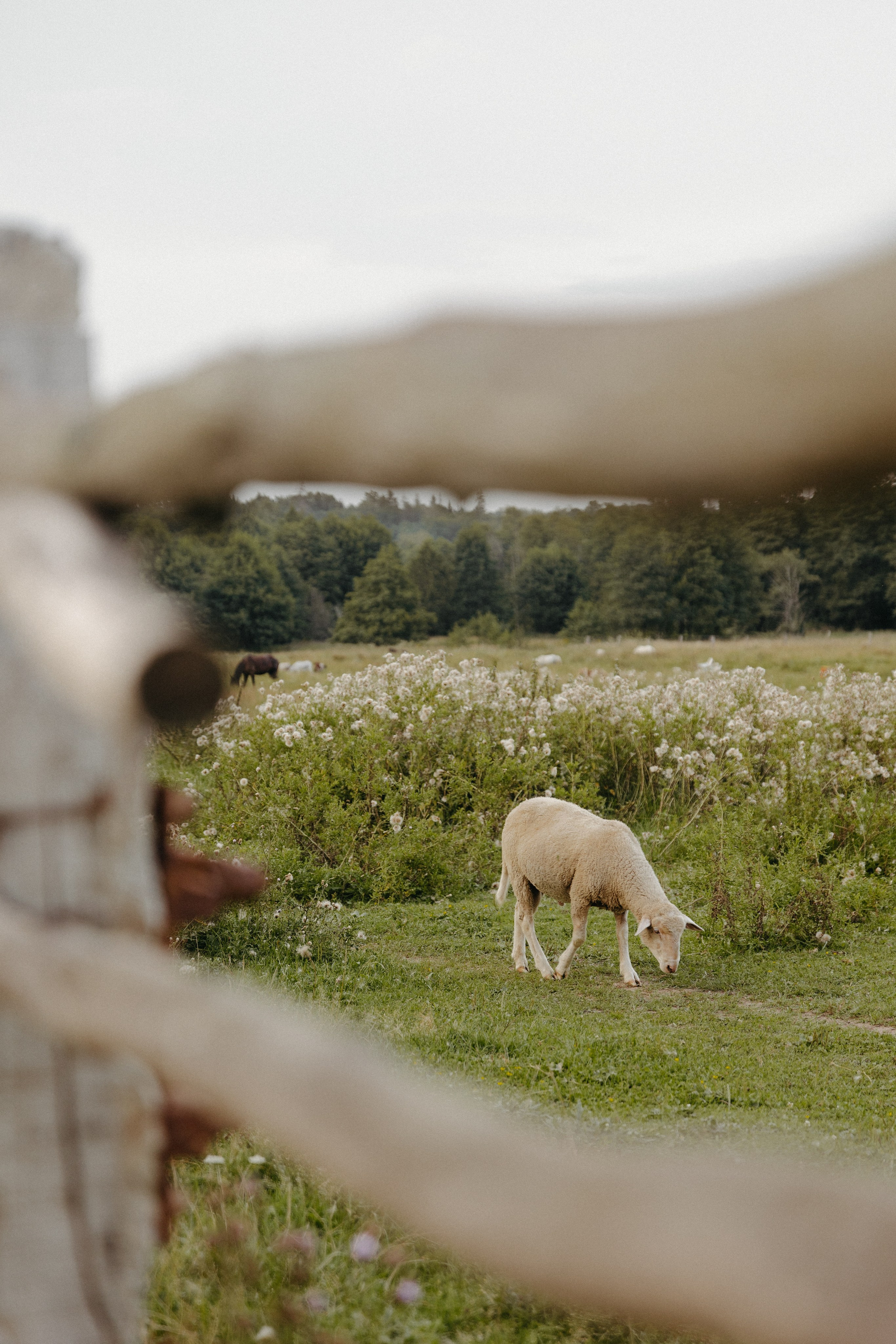 Олечка, Мелоди и Дилан. Семейный фотограф Земскова Евгения