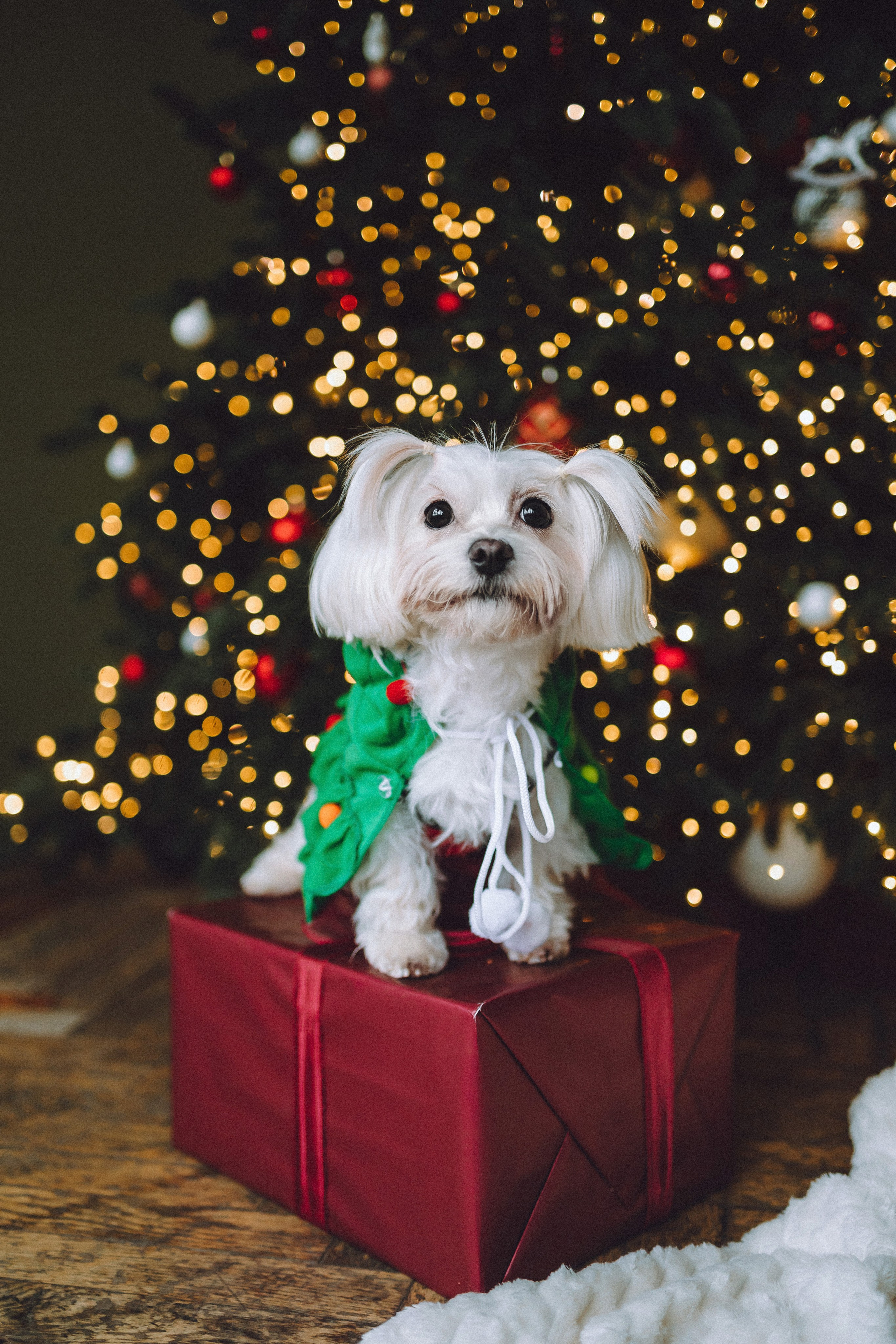 Констанция и Молли