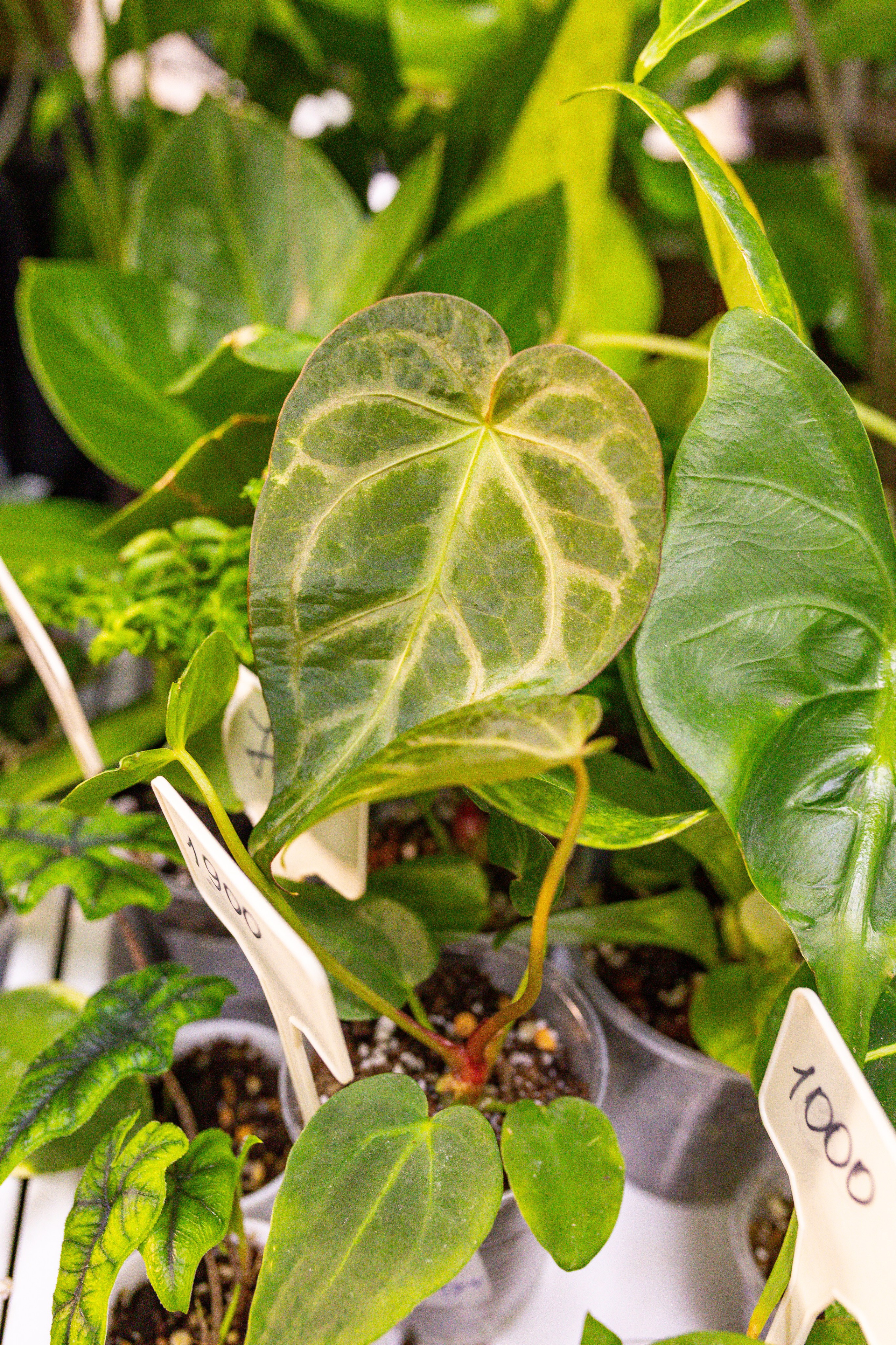 Монстериум 11–12 октября. Александра Куликова фотограф, Москва