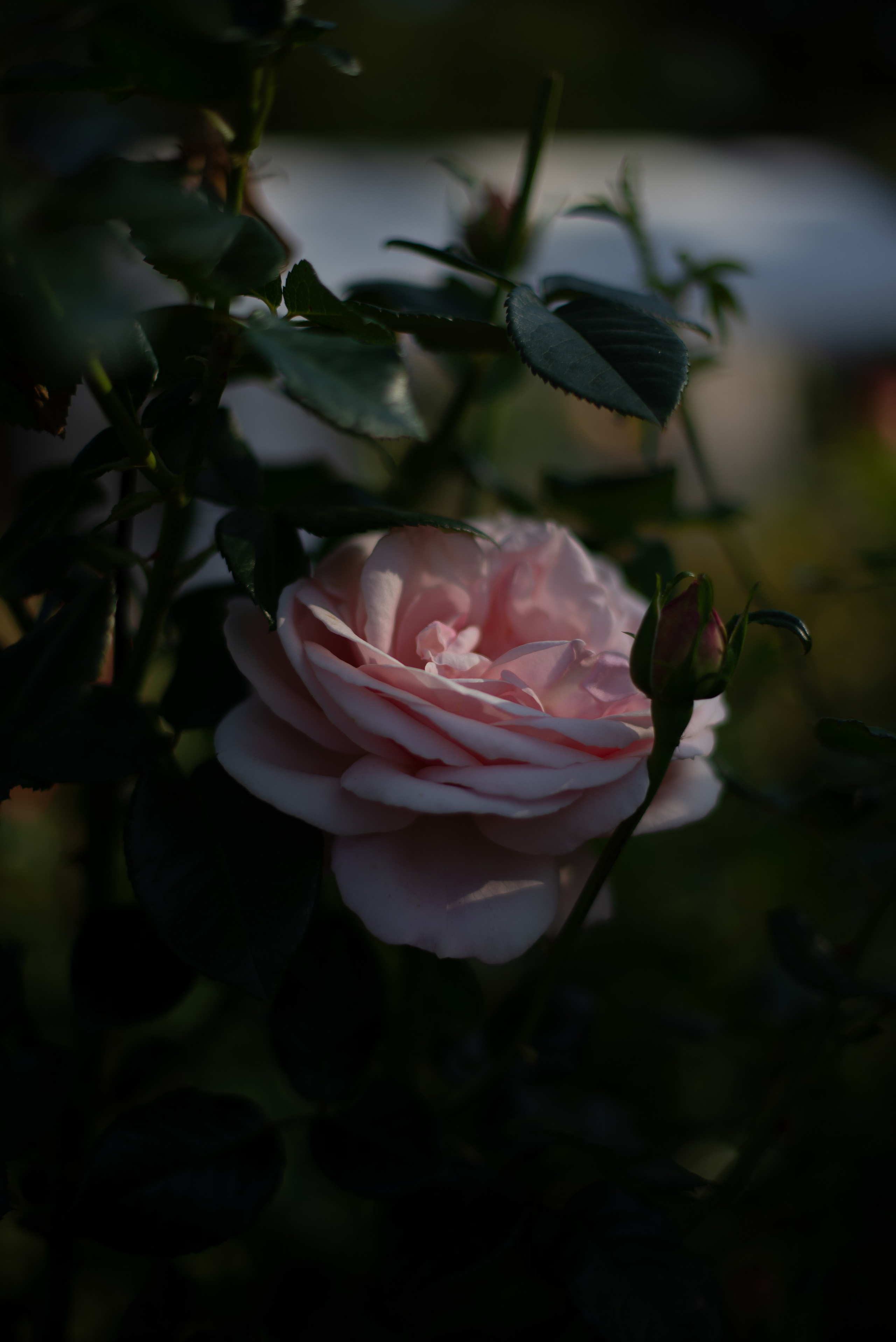 Цветы сада МГУ. Victoria Radjevna Репортажный Фотограф — Видеограф Москва • Санкт-Петербург