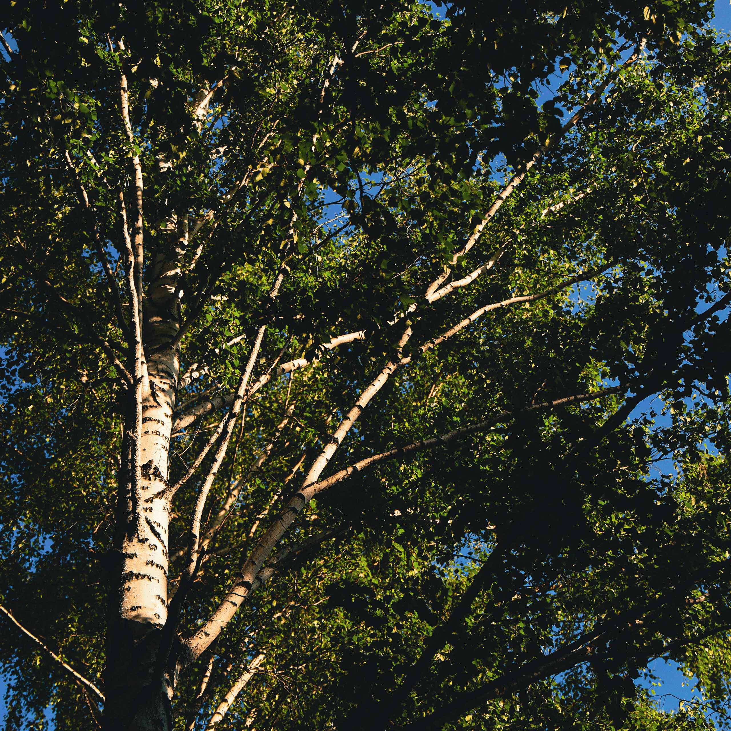 Summertime. Фотограф/дизайнер в Екатеринбурге Хитрый Дмитрий