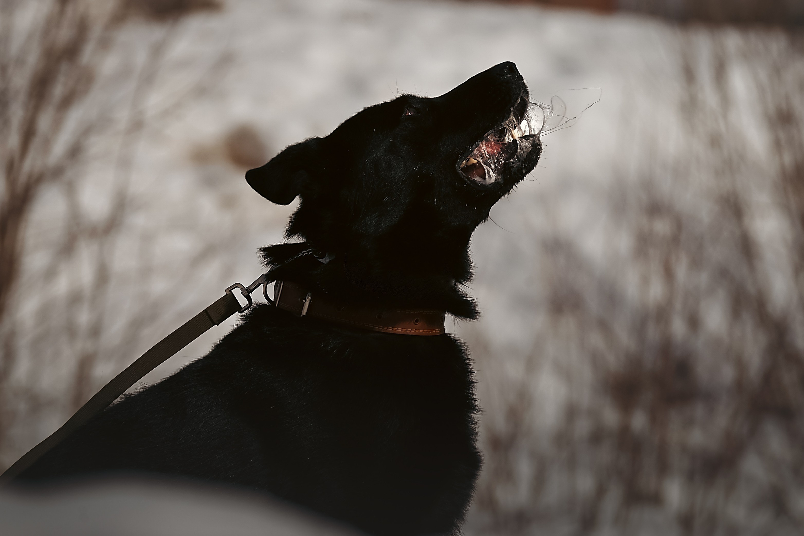 Фотограф-анималист Нижний Новгород