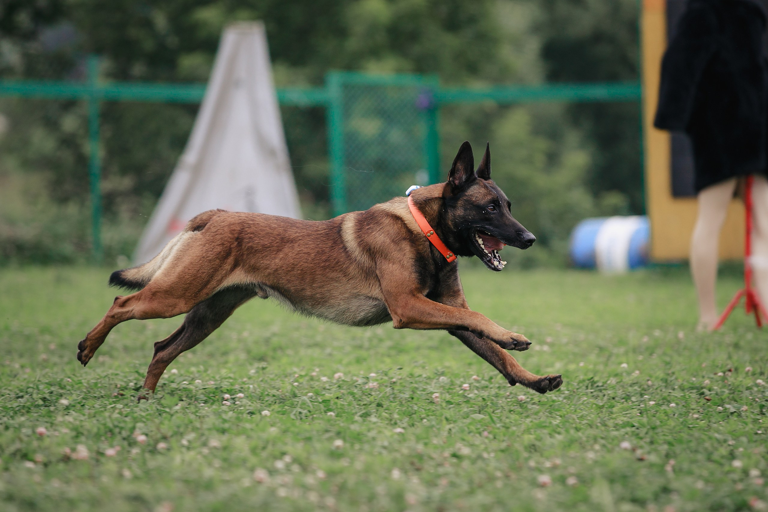 Мондьоринг М1, М2, М3, Вологда. Фотограф-анималист Mary Mart — Москва, Питер