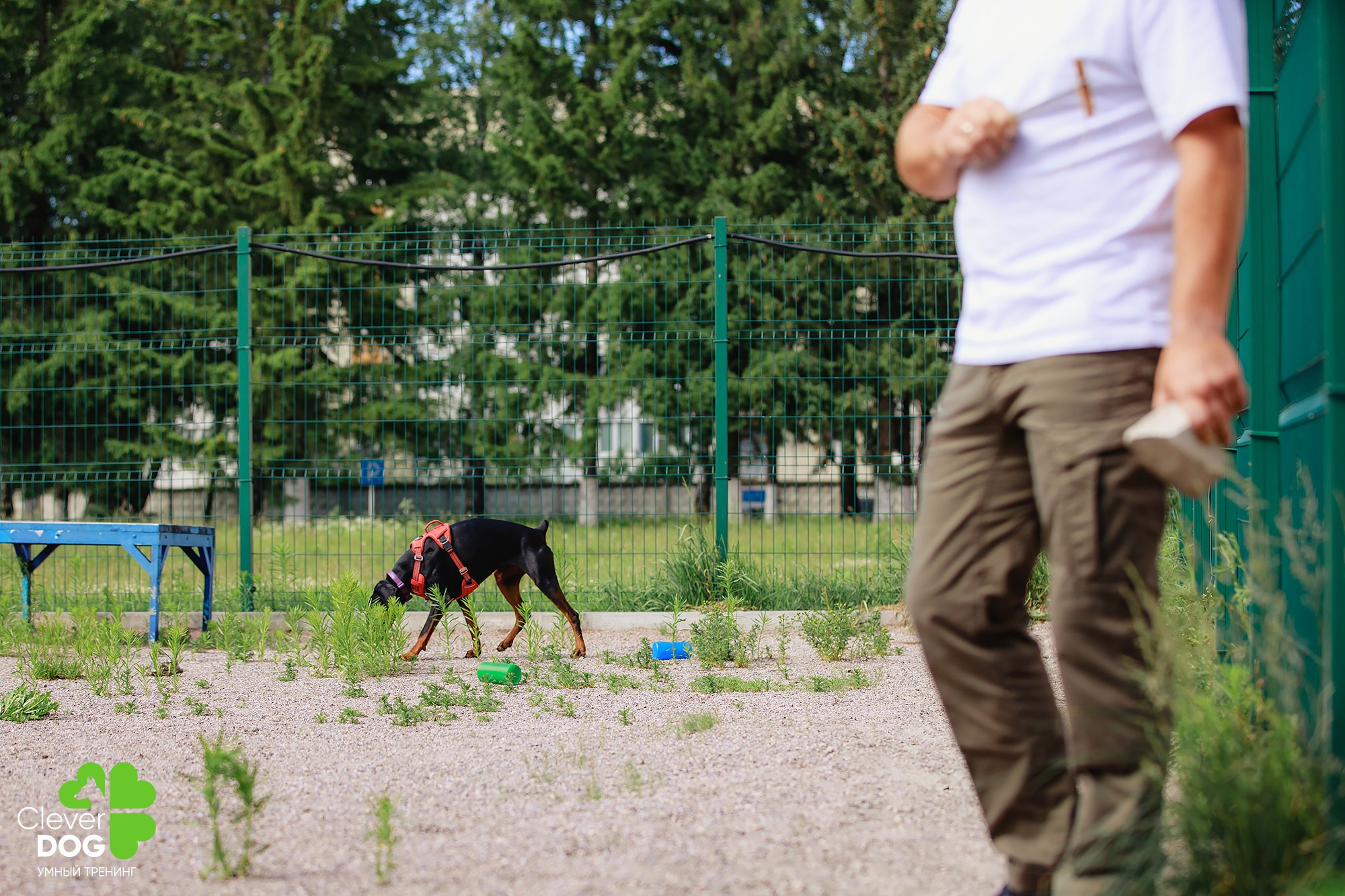 Семинар по поиску запаха с Иваном Ломовым, организатор CleverDog, СПб. Фотограф-анималист Mary Mart — Москва, Питер