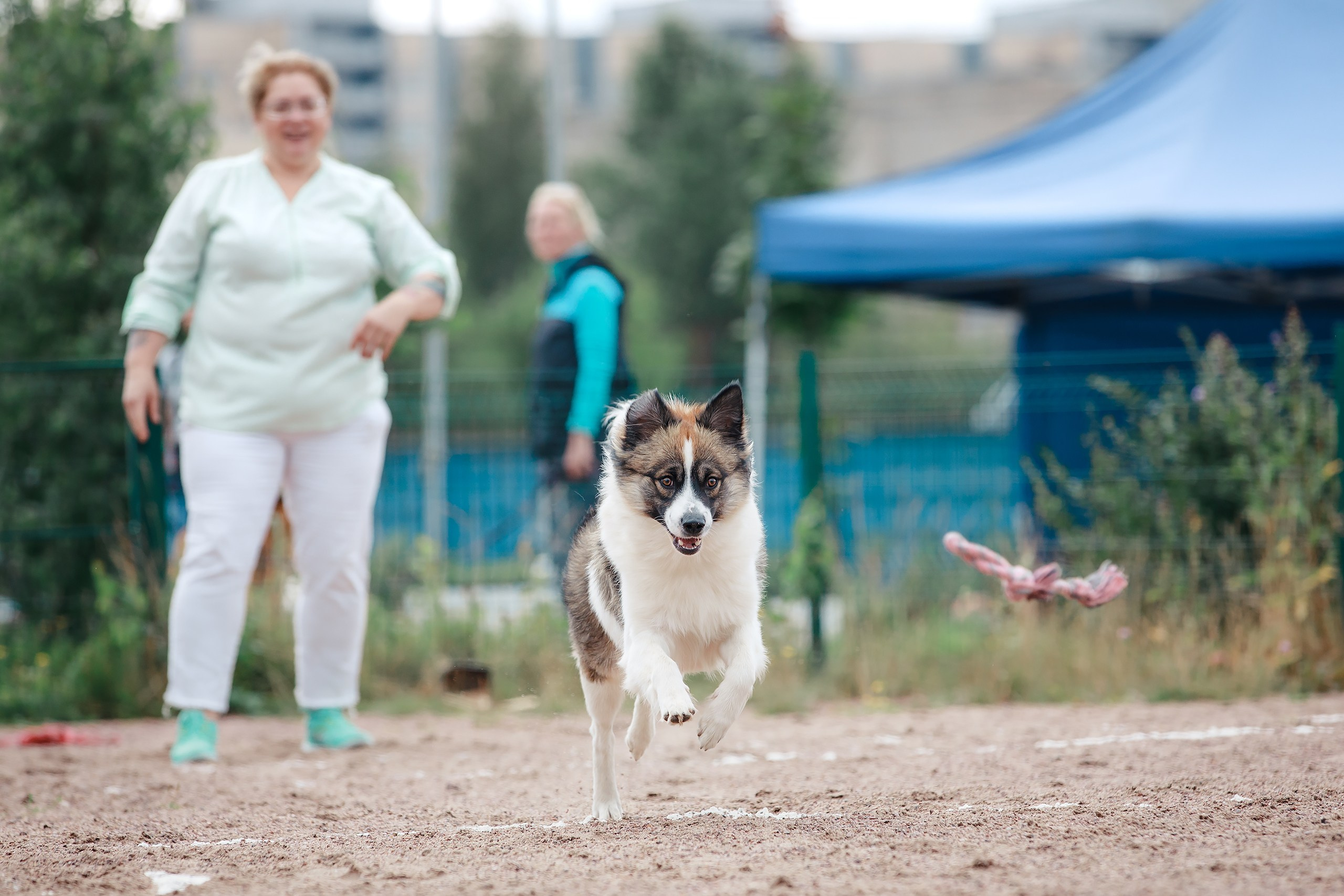Питч&Гоу + веселые старты. Фотограф-анималист Mary Mart — Москва, Питер