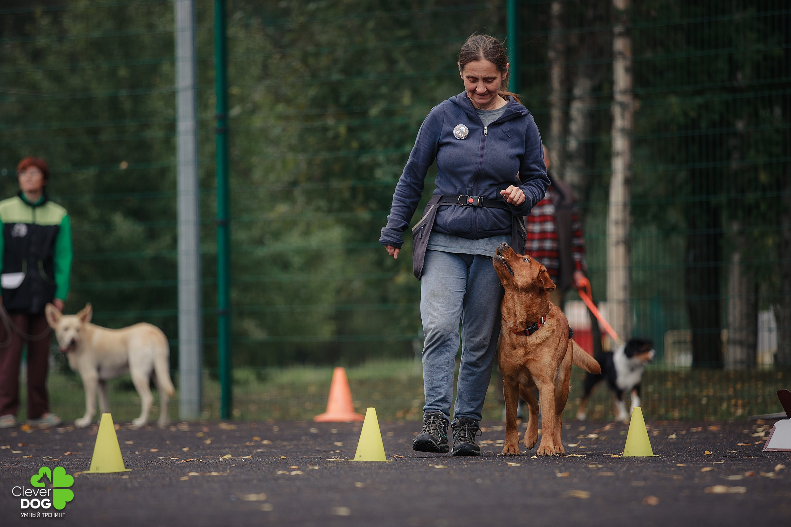Кинологический лагерь CleverDog, 2024. Фотограф-анималист Mary Mart — Москва, Питер