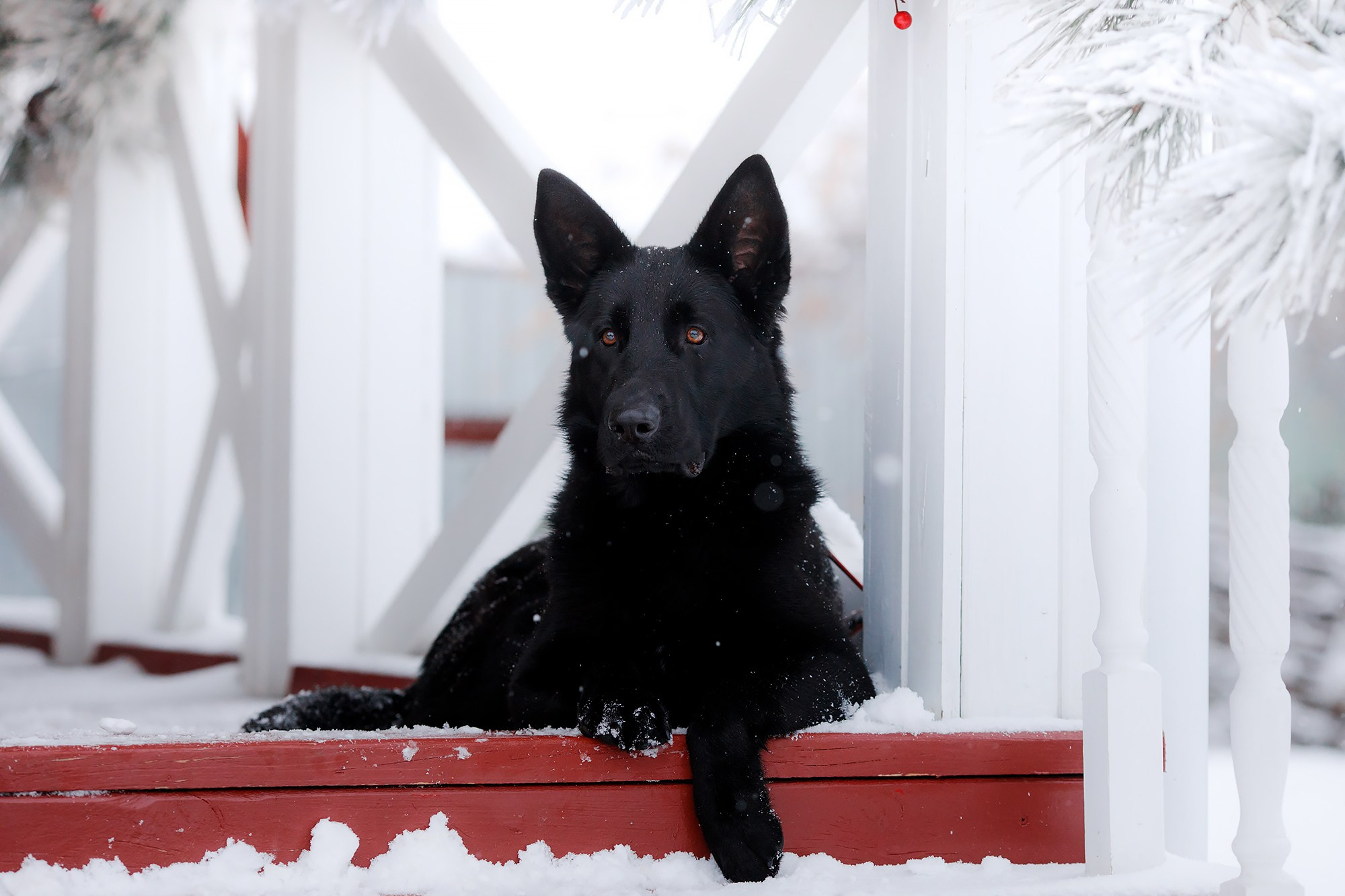 Зимние портреты. Фотограф-анималист Mary Mart — Москва, Питер