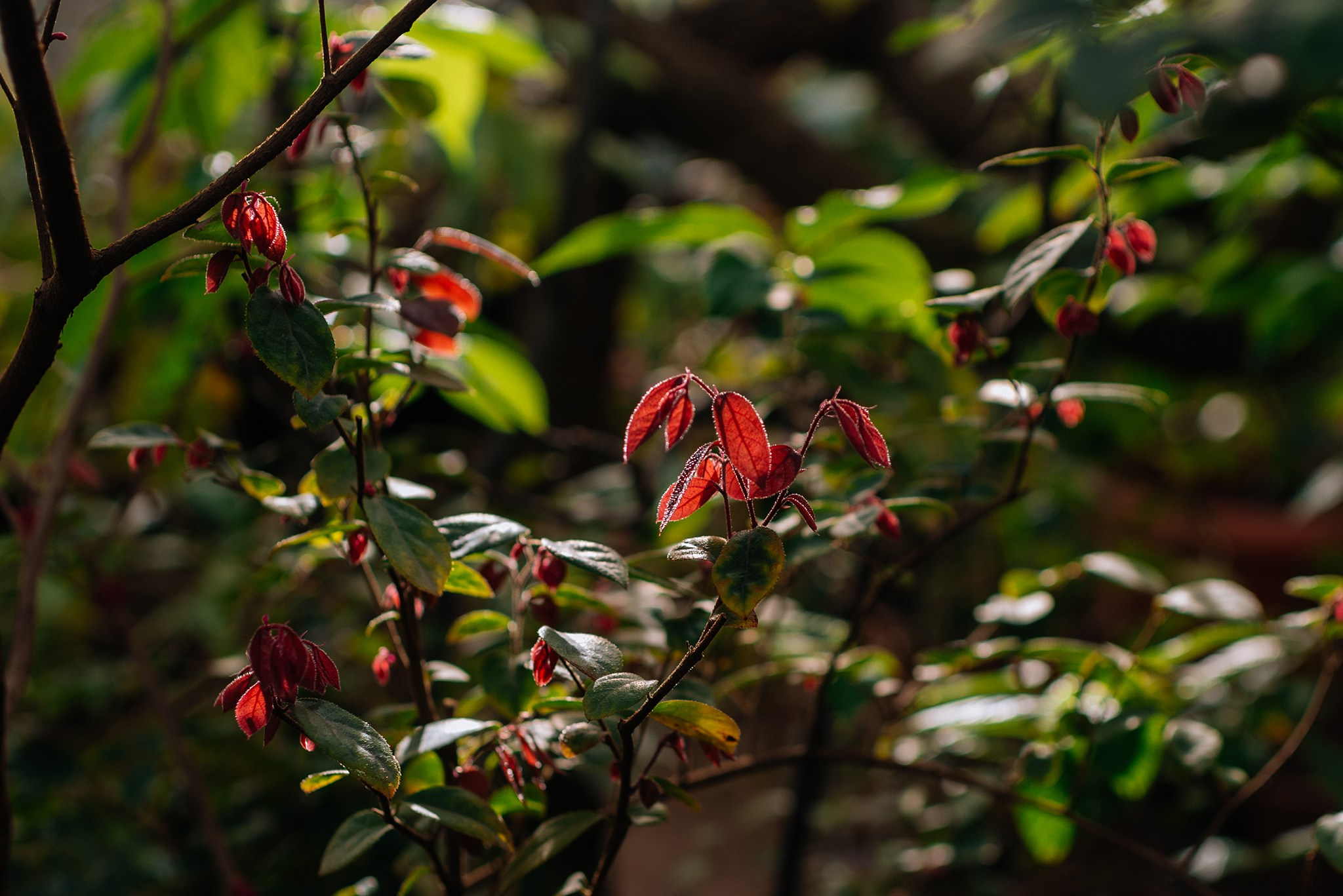 Ботанический сад. Субтропический маршрут. Март 26. Репортажный фотограф в Санкт-Петербурге Анастасия Клёпова