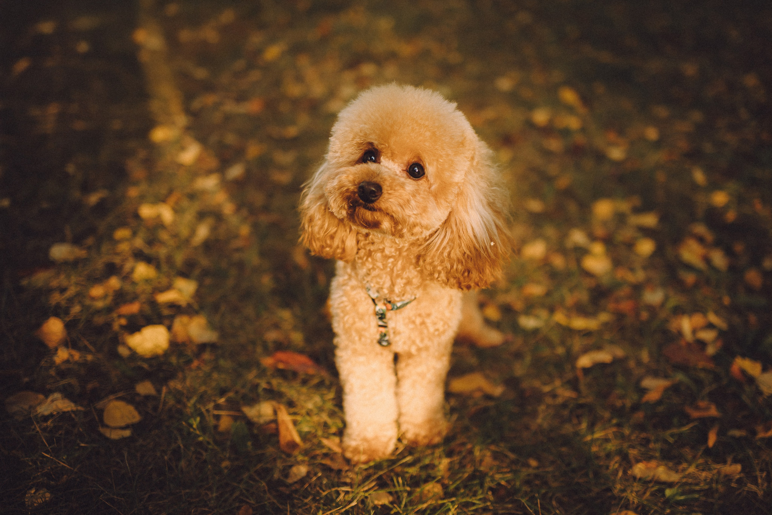 Даша и Джули