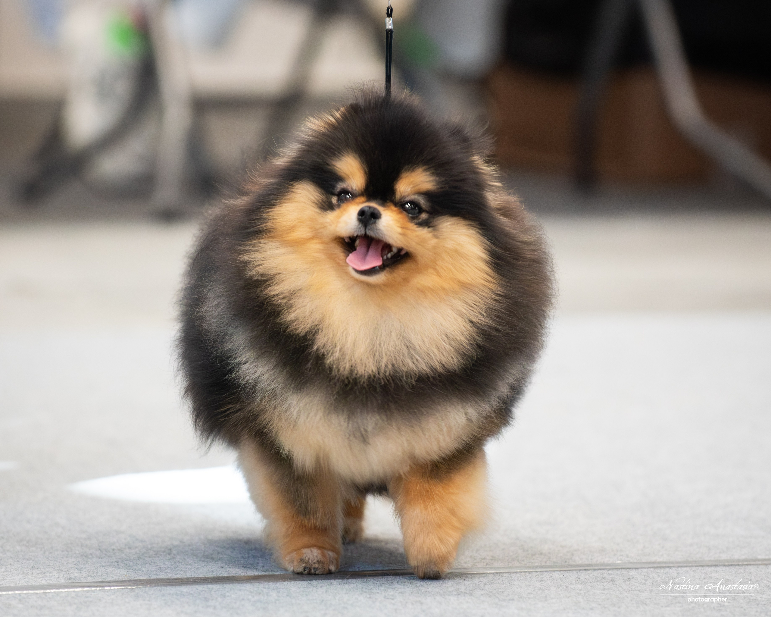 Выставки. Фотограф — Анималист