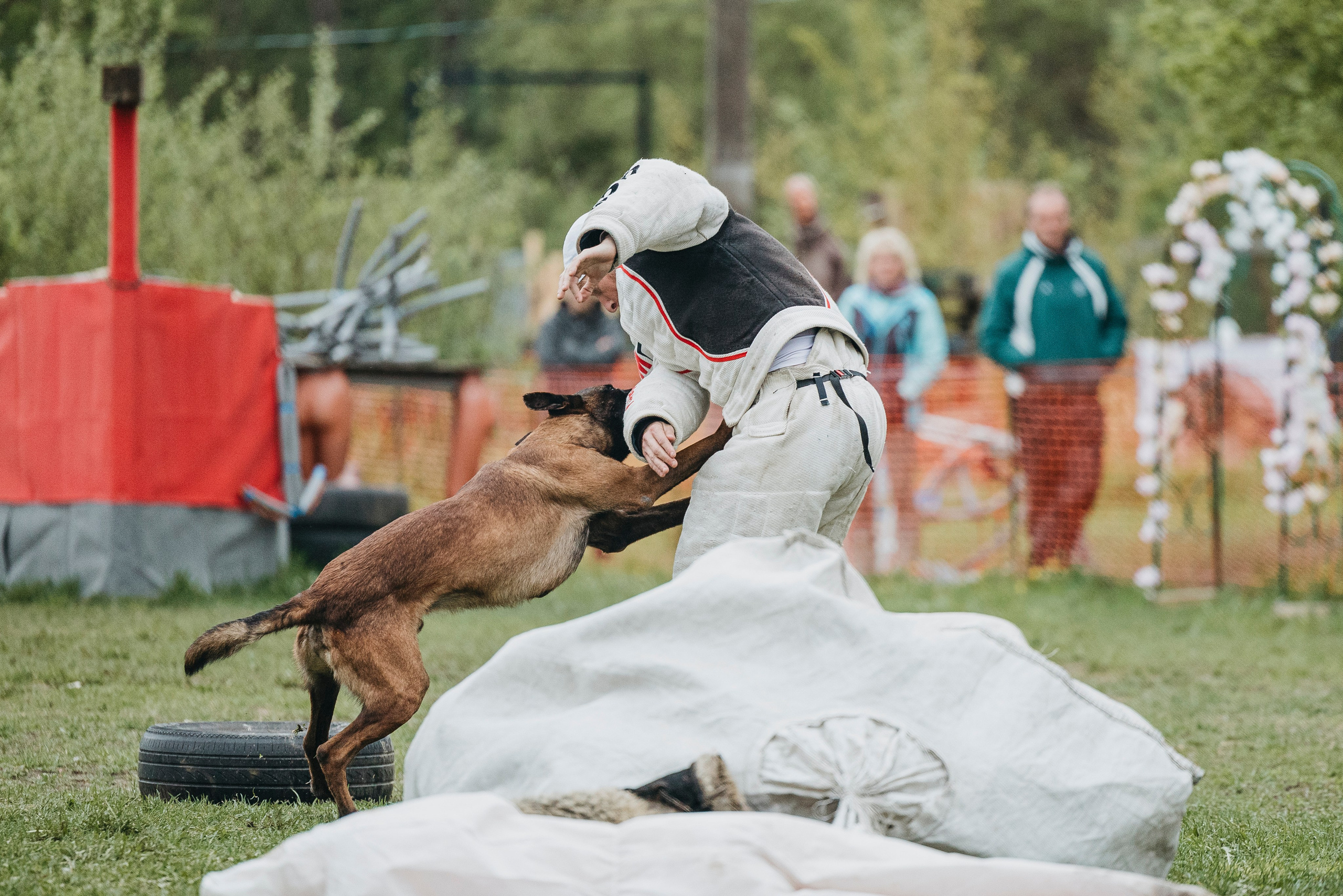 26.05.25 г. Пушкин квалификационные соревнования. Фотограф-анималист Анна Маринич