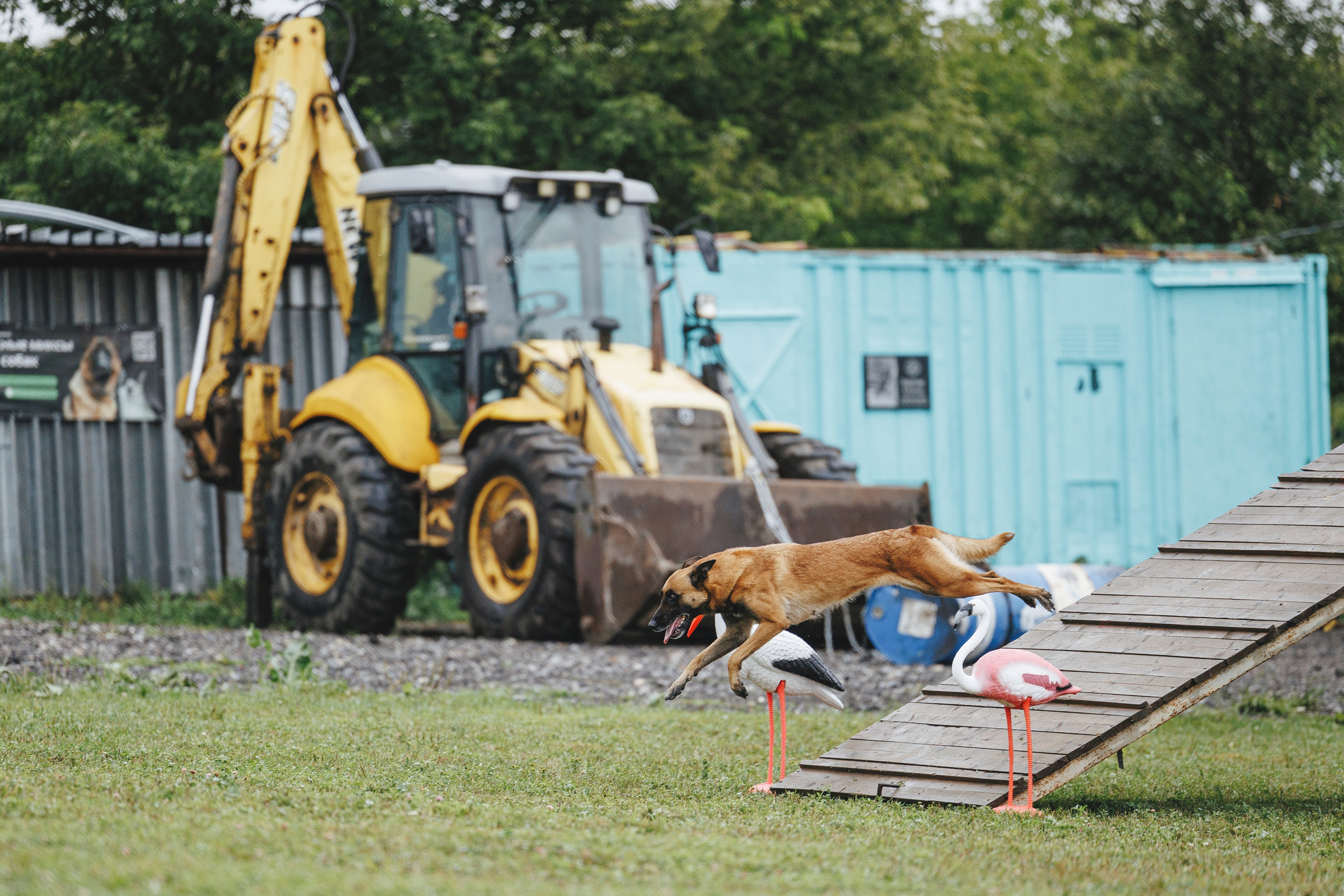 08.08.25-10.08.25 ЧР по мондьорингу г. Вологда. Фотограф-анималист Анна Маринич