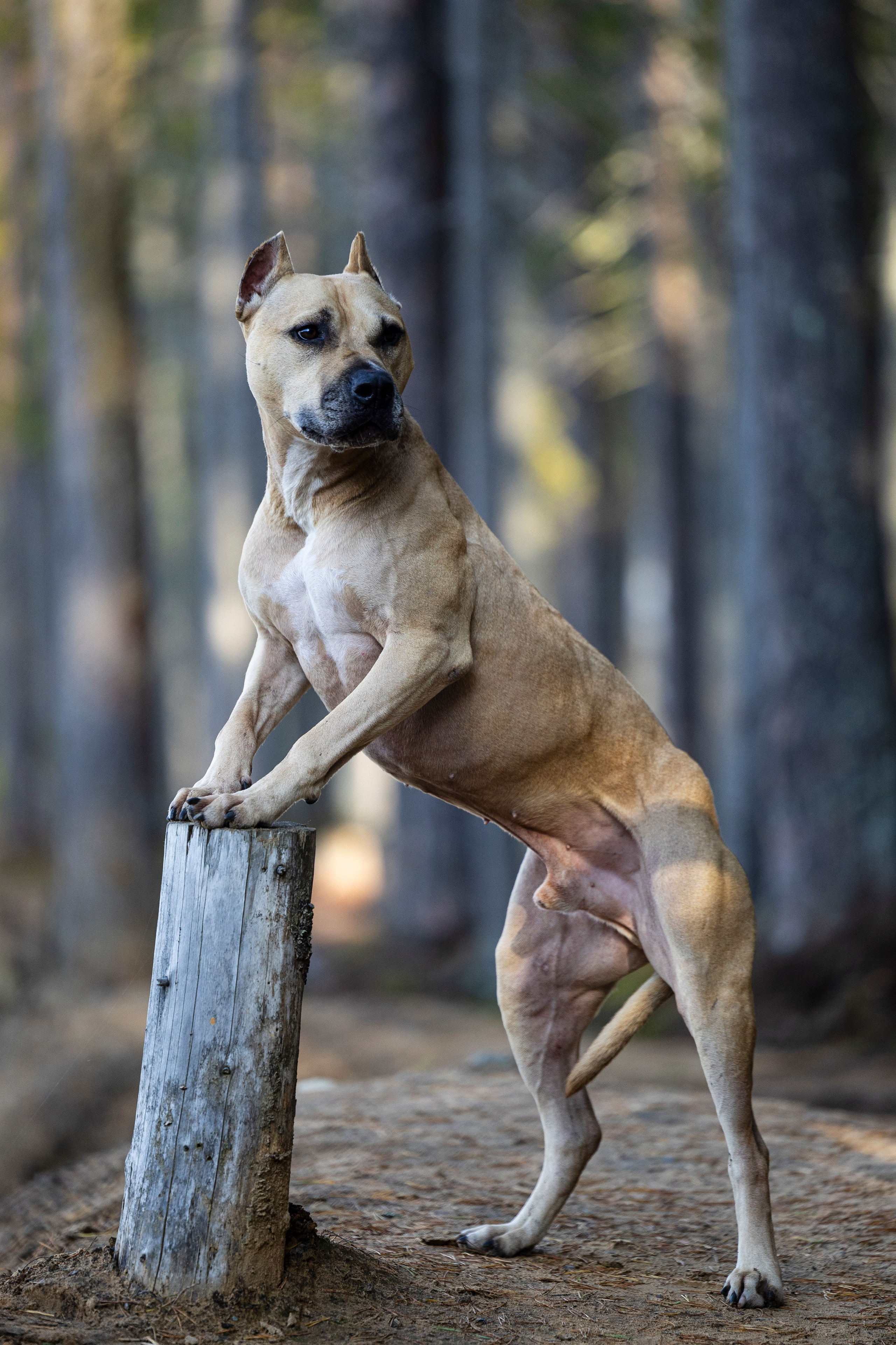 Фобос. Фотограф-анималист Анна Маринич