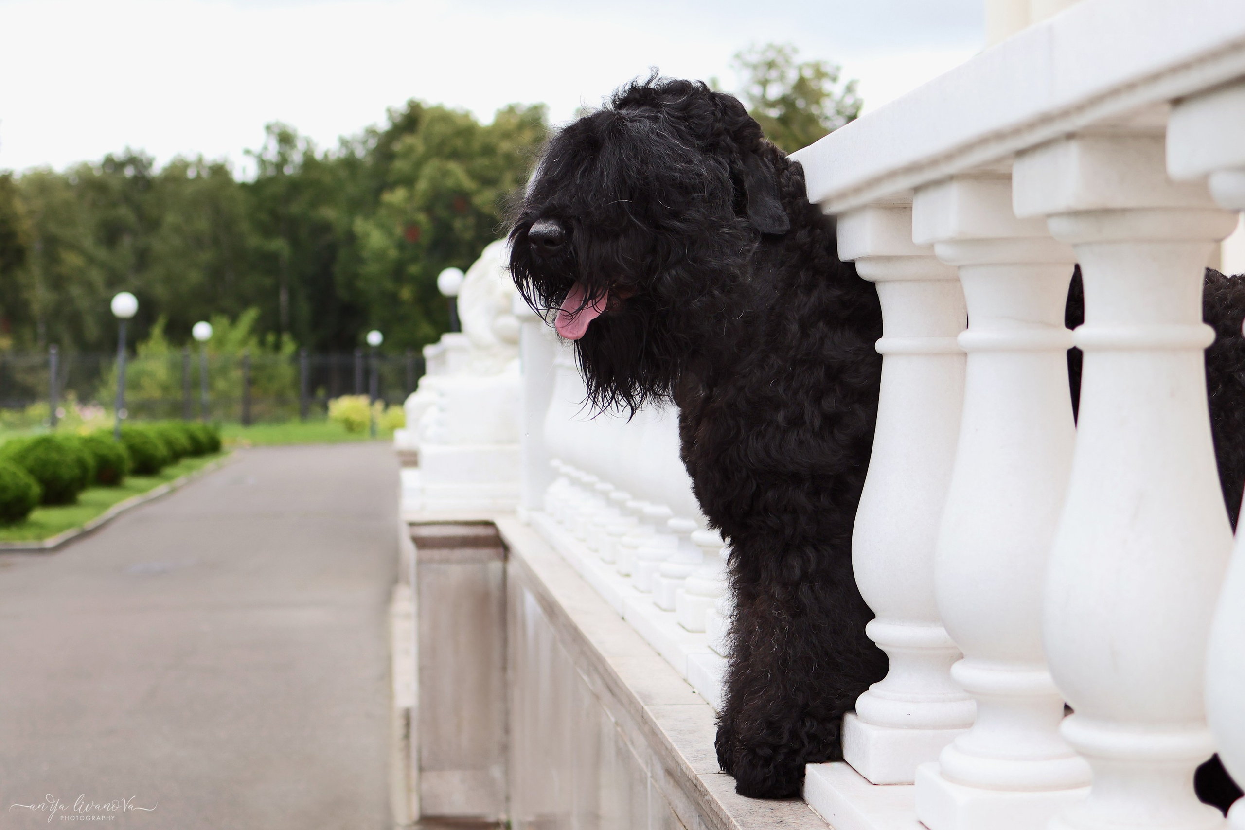 РЧТ. Фотограф анималист Аня Ливанова | Рыбинск