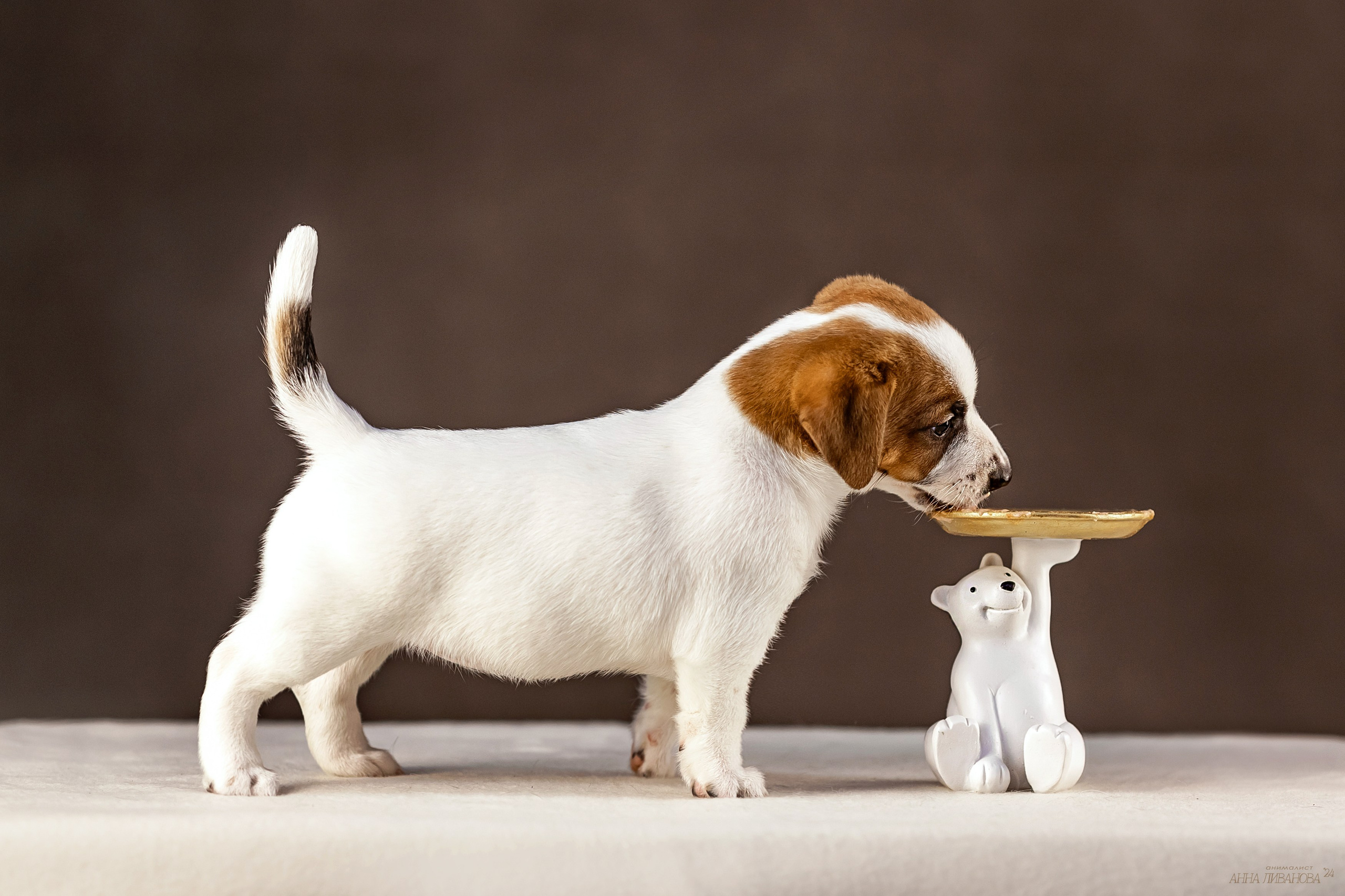 Джек расселы. Фотограф анималист Аня Ливанова | Рыбинск