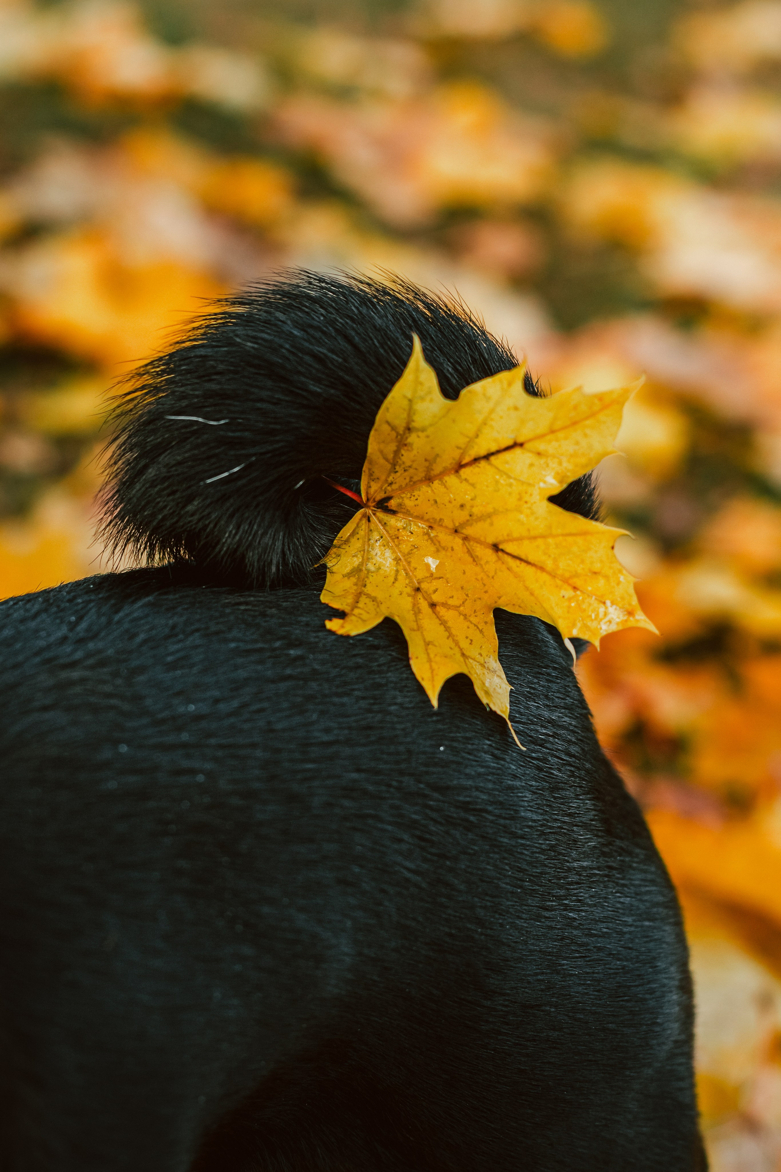 Оля, Харви, Луис. Фотограф-анималист Татьяна Степанова