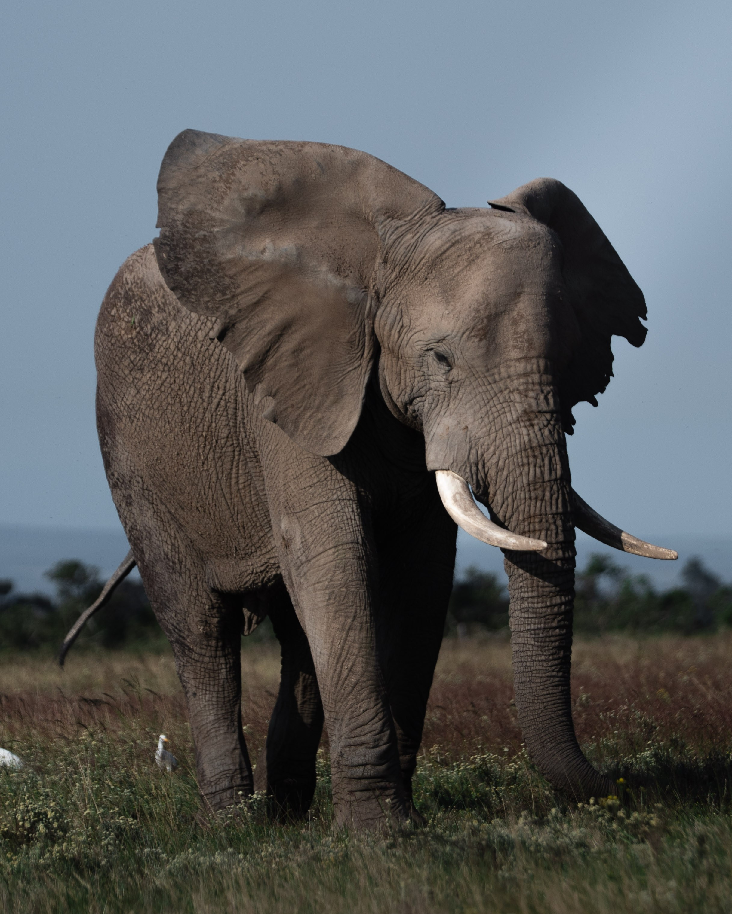 Africa/UAR. @oljiofilm: Олег Иванов — фотограф