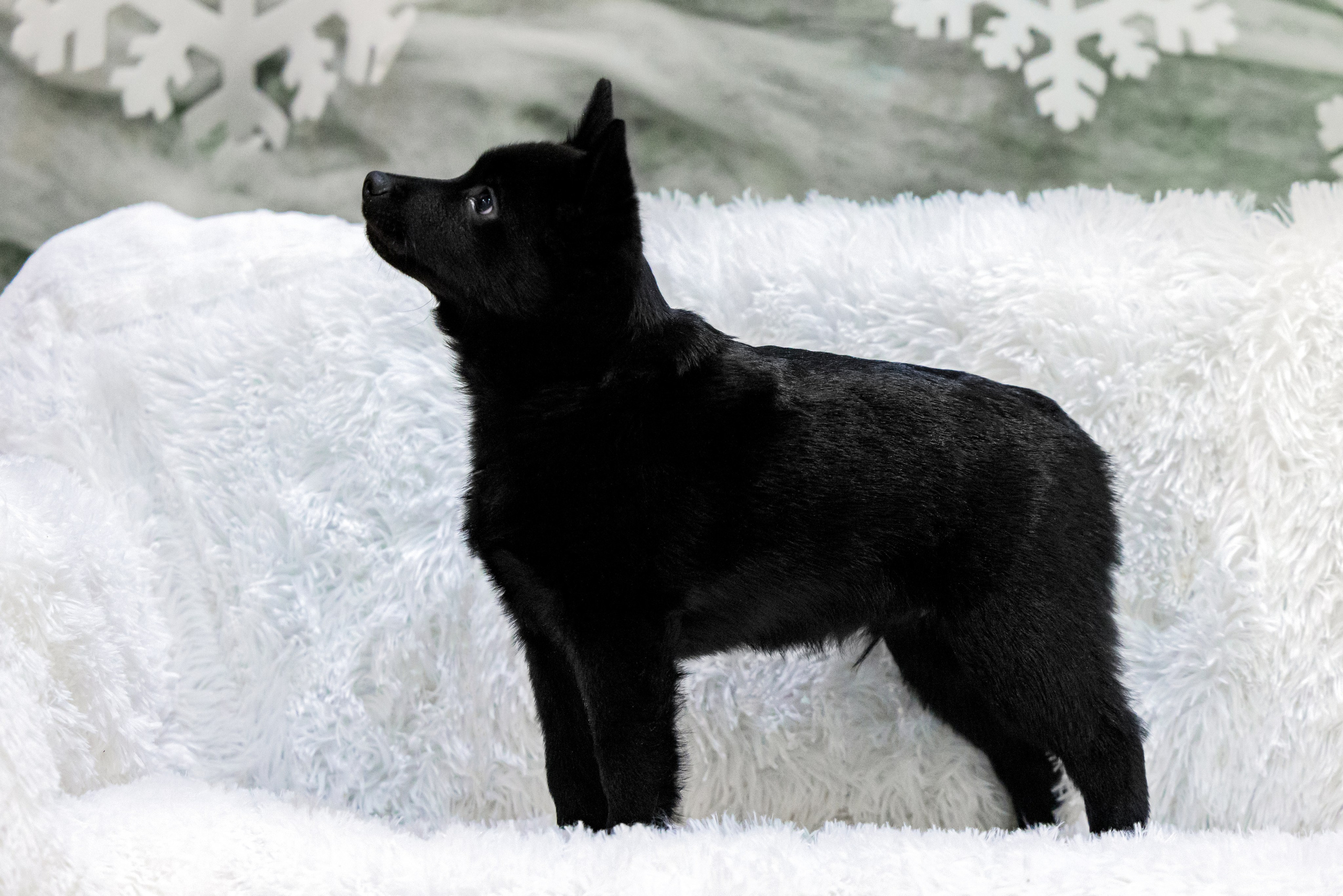 Крокус 3,9 и 10.12.2023. Фотограф-анималист Юлия Германика