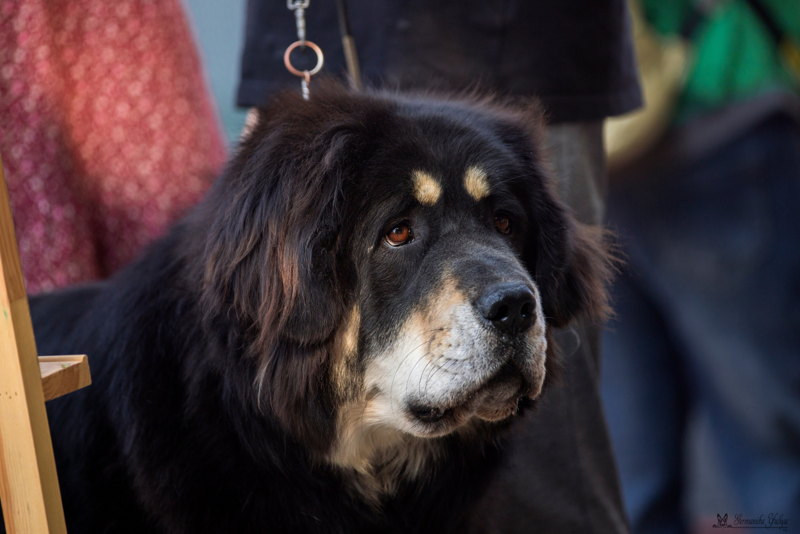 Бишкек 29.09-01.10.2023. Фотограф-анималист Юлия Германика