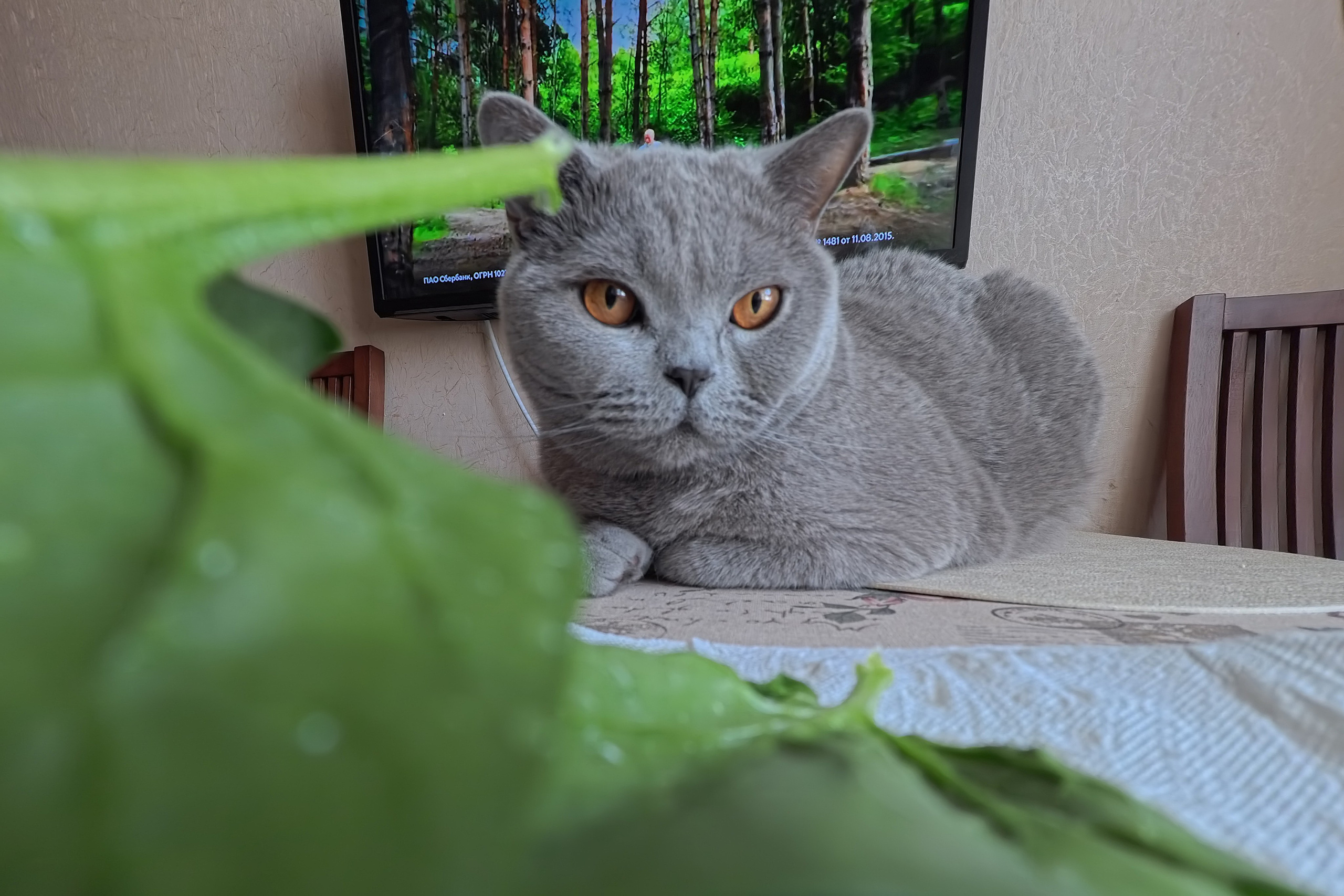 Улица, люди, жизнь…