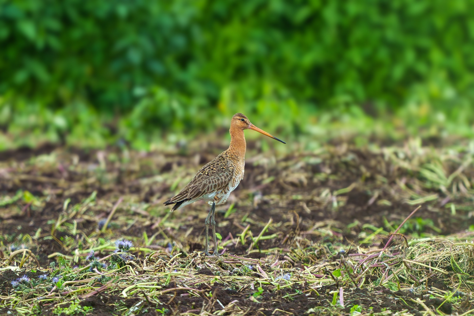 Удивительные мир птиц. Вокруг нас столько прекрасного — присмотритесь!. Ваш личный фотограф Марина Волкова