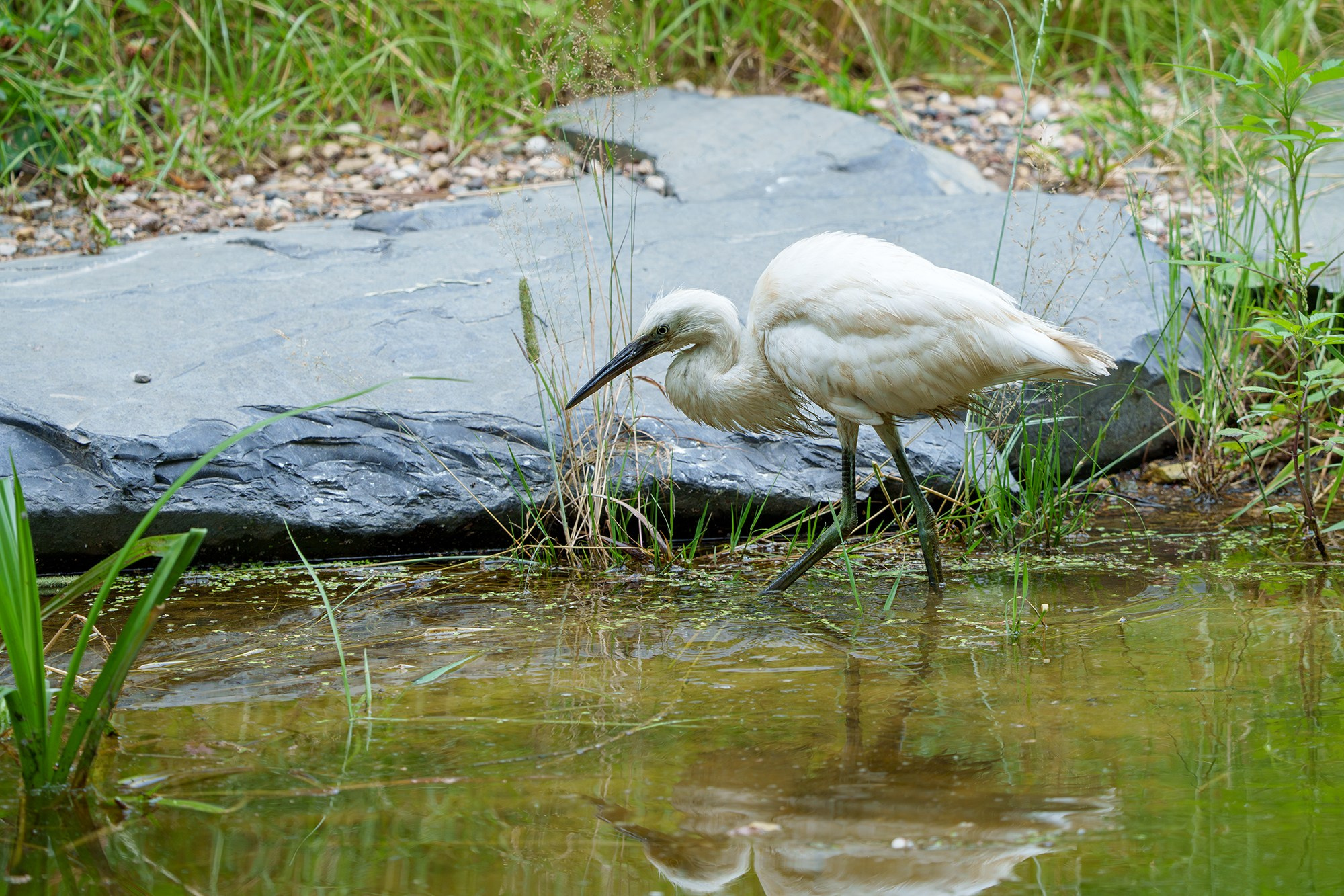 Удивительные мир птиц. Вокруг нас столько прекрасного — присмотритесь!. Ваш личный фотограф Марина Волкова