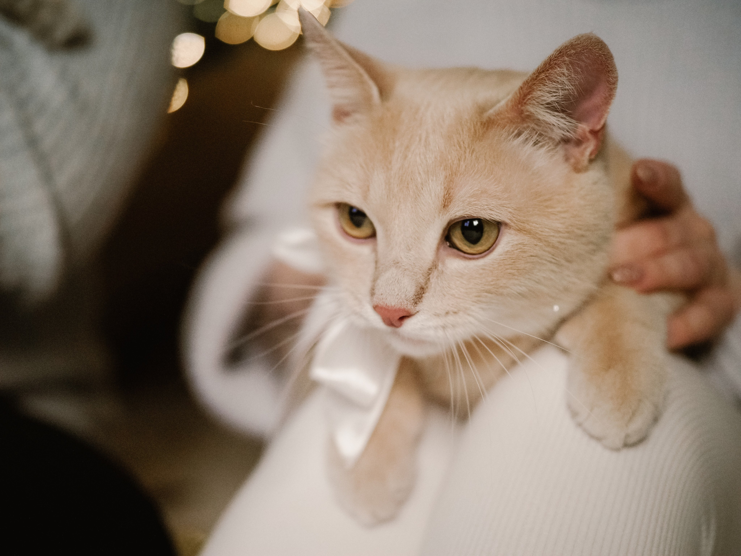 Mrrrr christmas. Фотограф Рязань. Семейный Свадебный фотограф