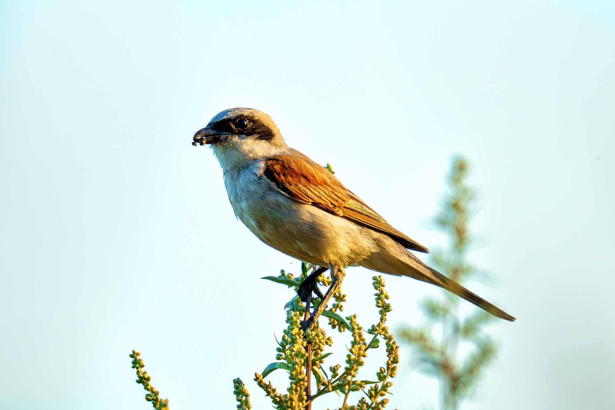 Удивительные мир птиц. Вокруг нас столько прекрасного — присмотритесь!. Ваш личный фотограф Марина Волкова