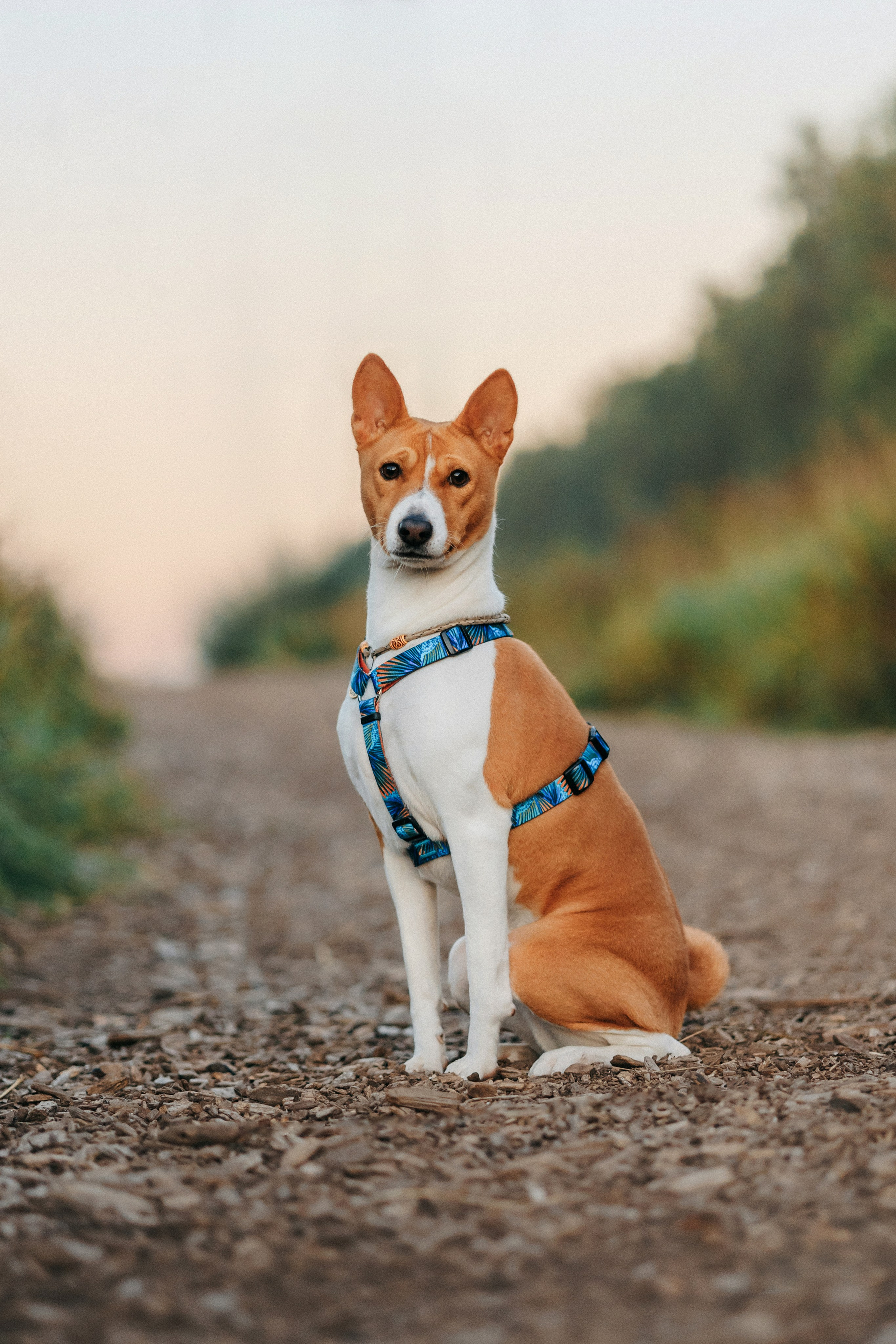 Лена и Джин. Фотограф-анималист Елена Радченко, Москва