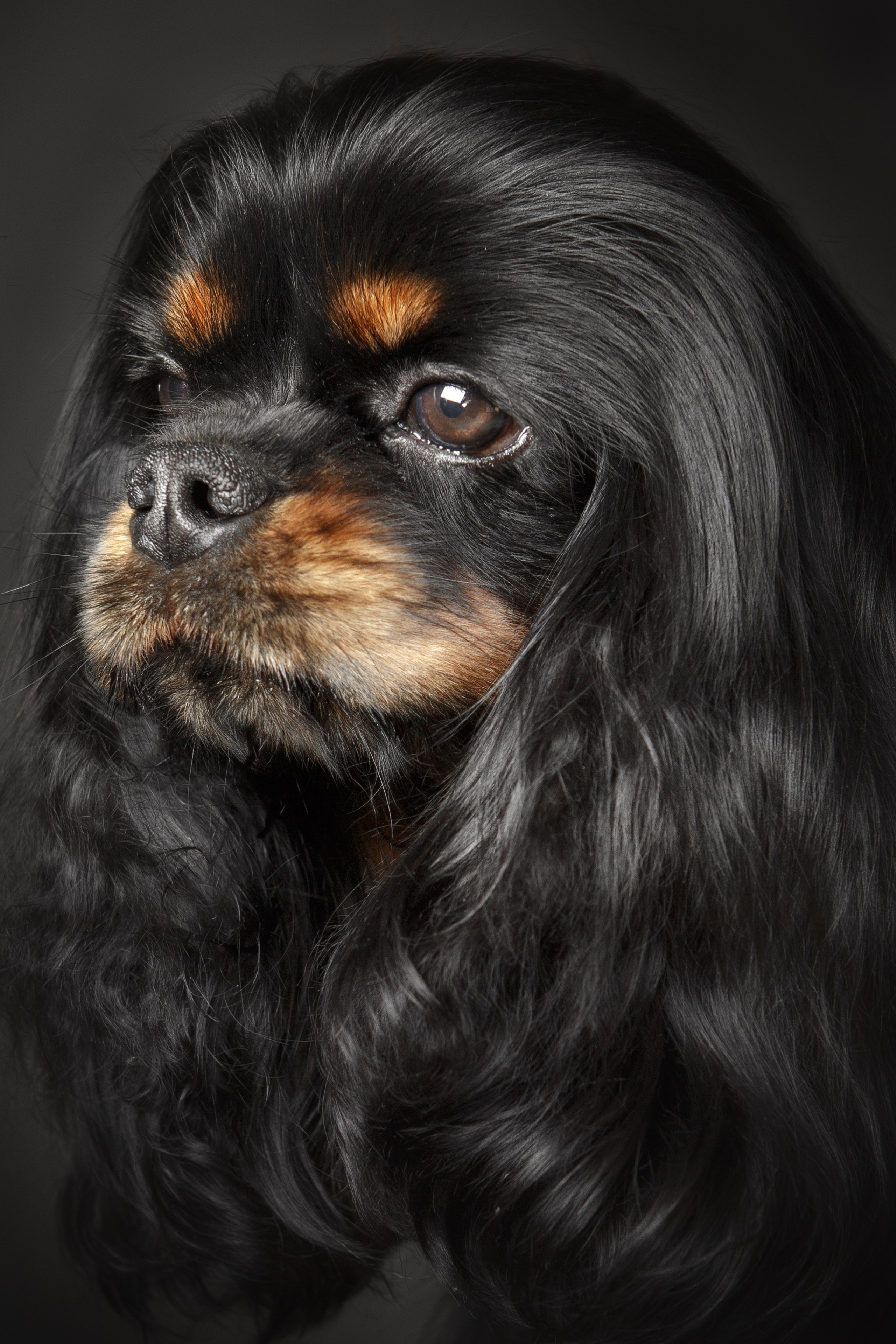 Портфолио. Студия груминга Валерии Кравец