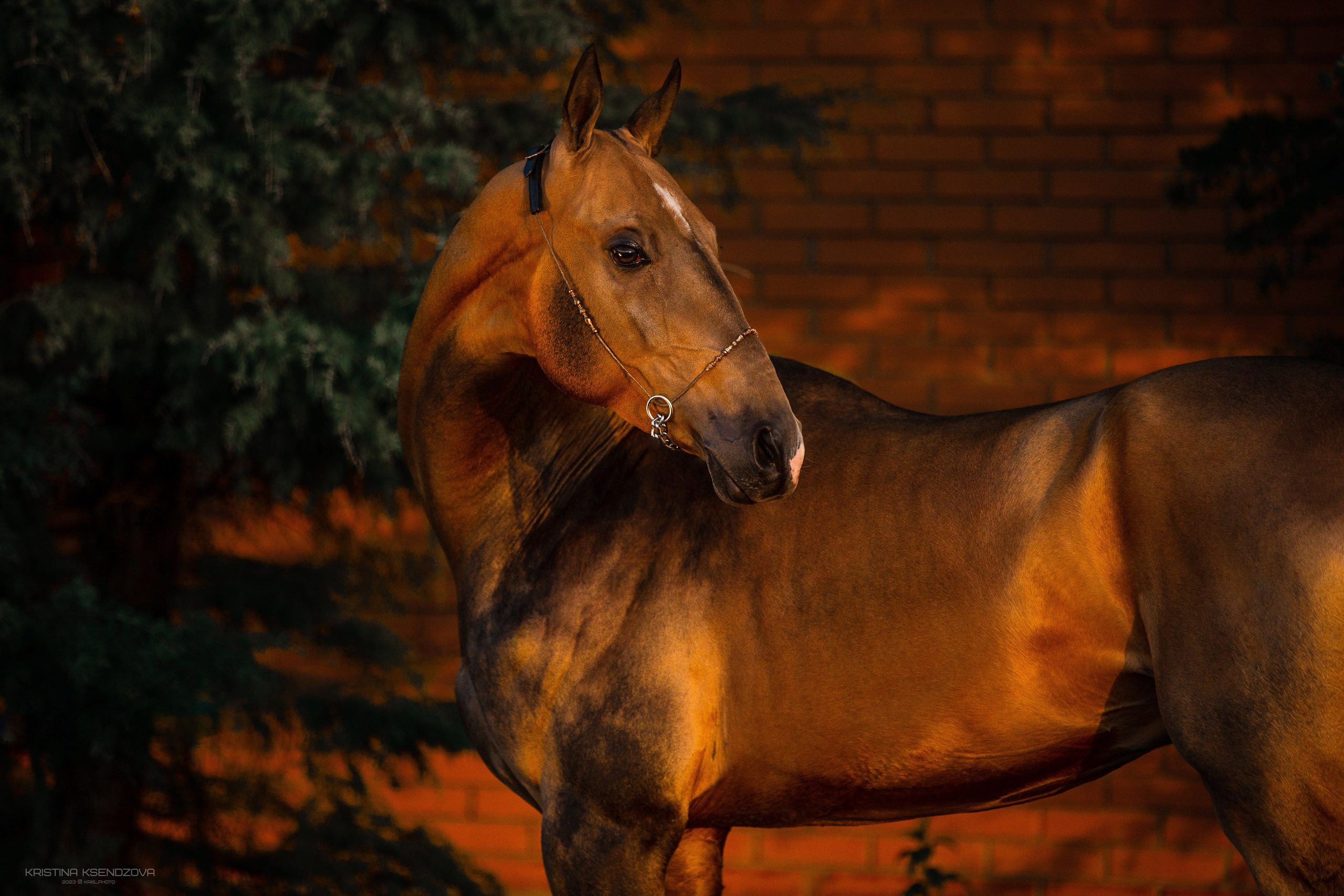 Разное. Фотограф-анималист Ксендзова Кристина