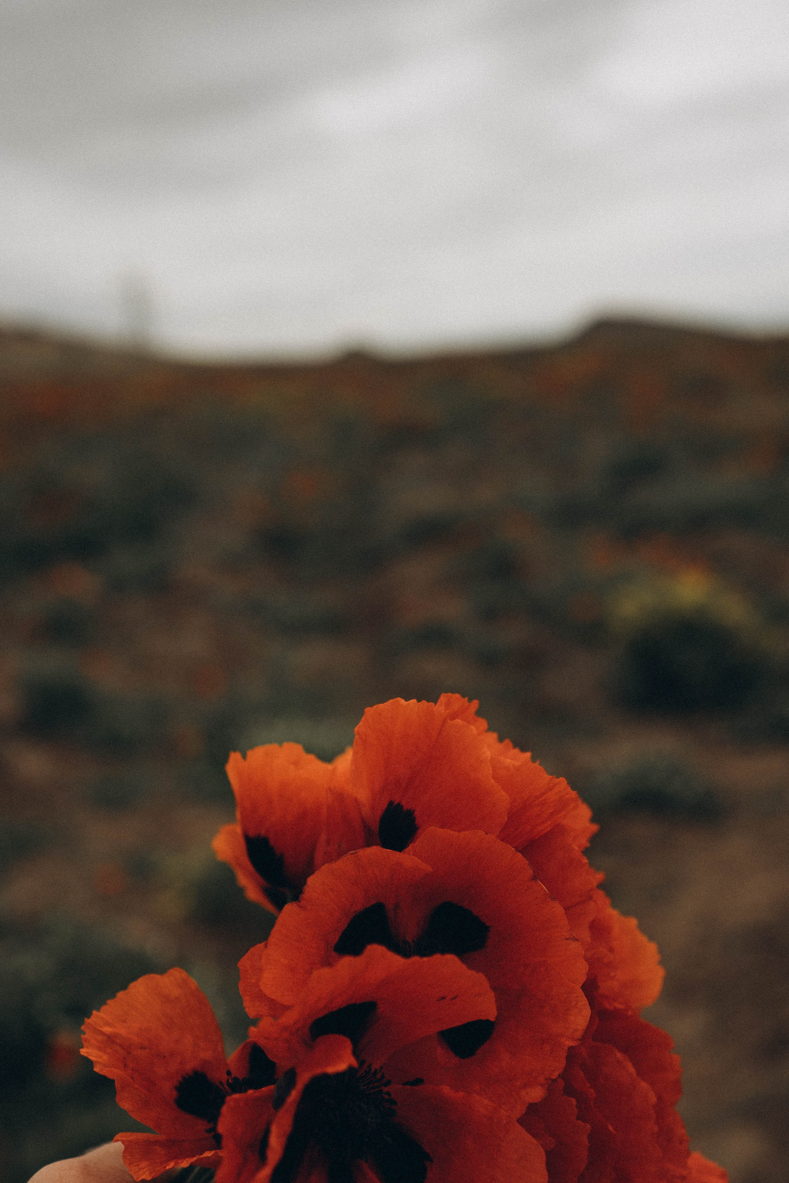 Путешествие в Дагестане. Профессиональный фотограф, Санкт-Петербург — Виктория Богомолова