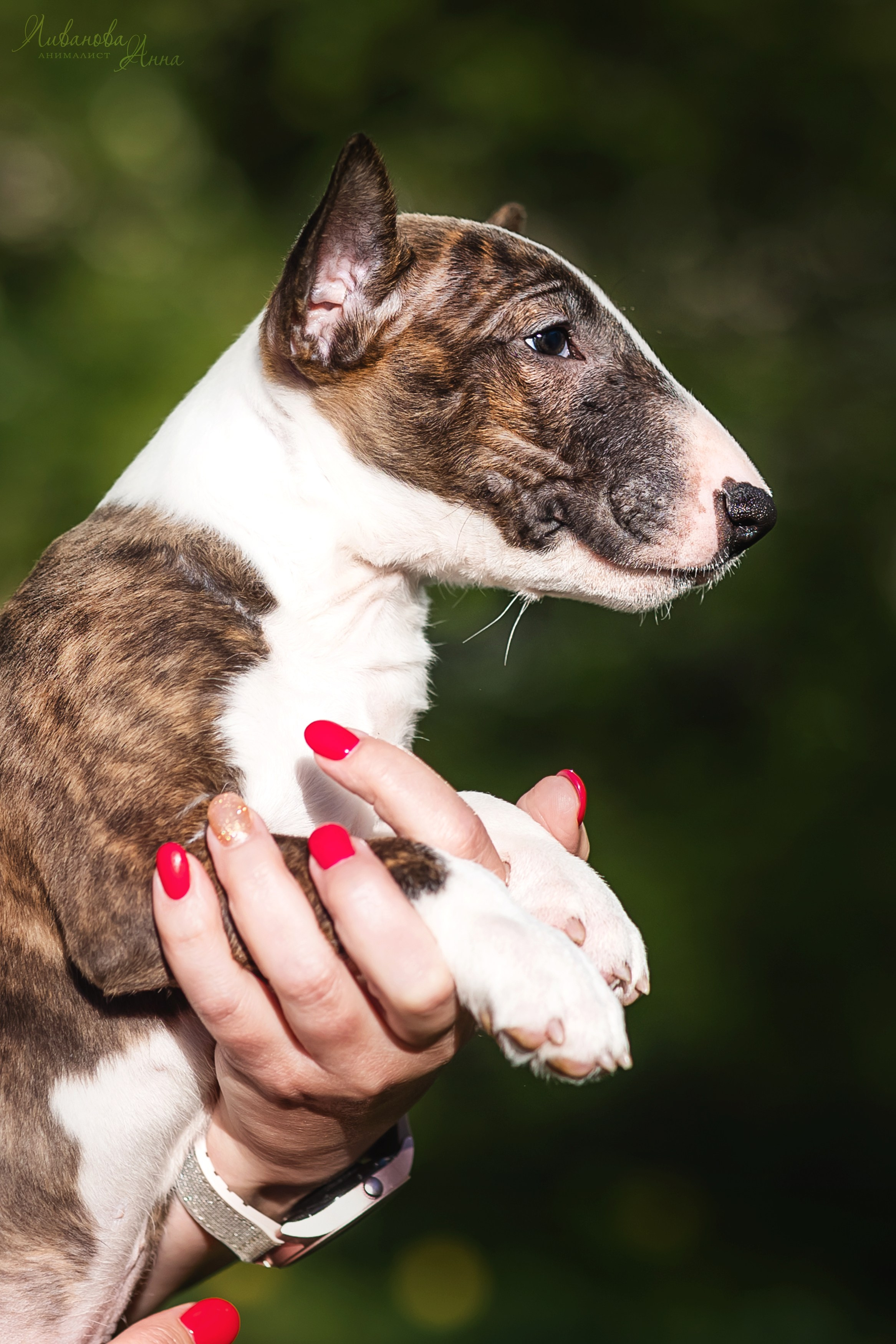 Минибультерьерчики. Фотограф анималист Аня Ливанова | Рыбинск