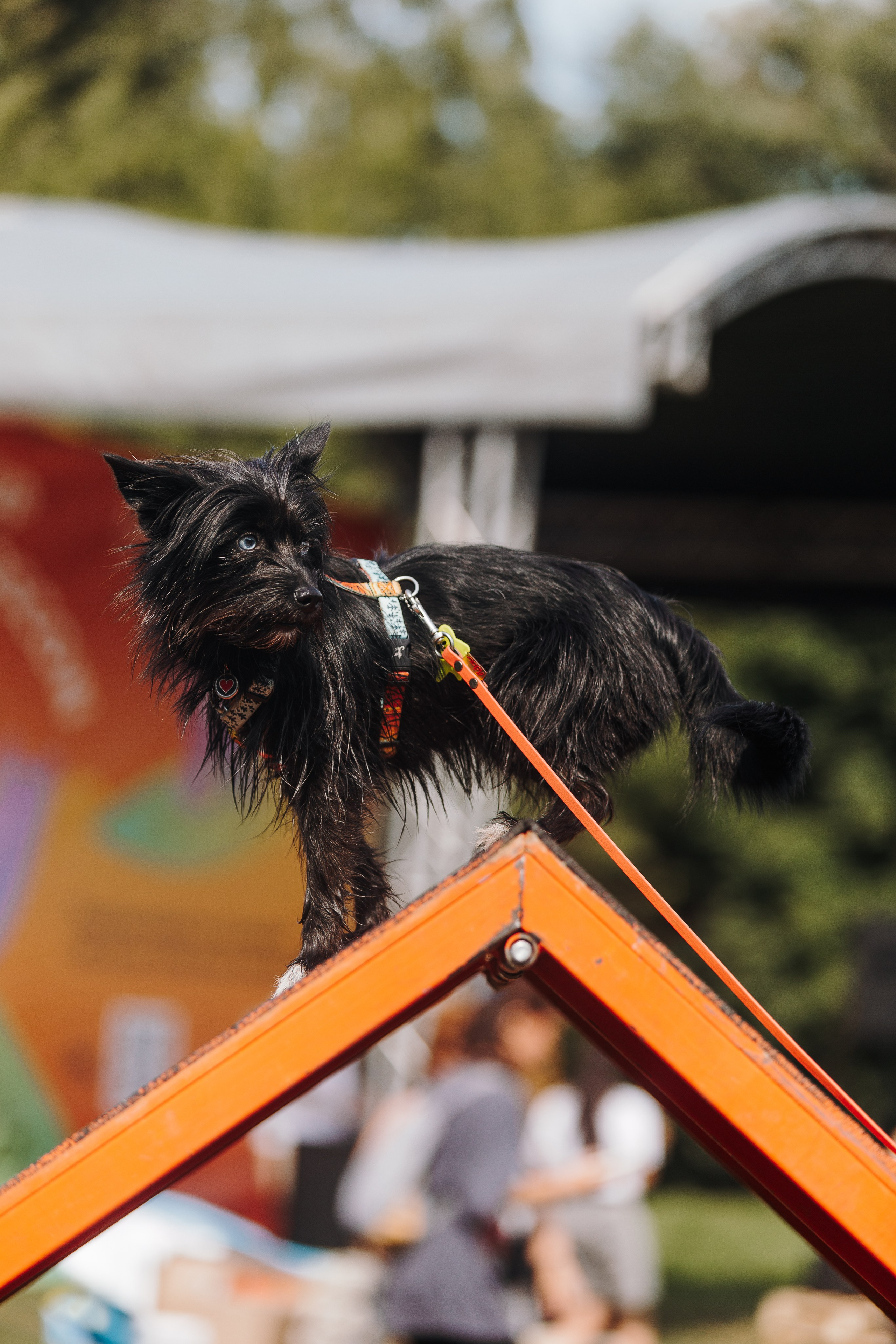 Petshop Sup day. Фотограф анималист Кристина Карпова, Москва