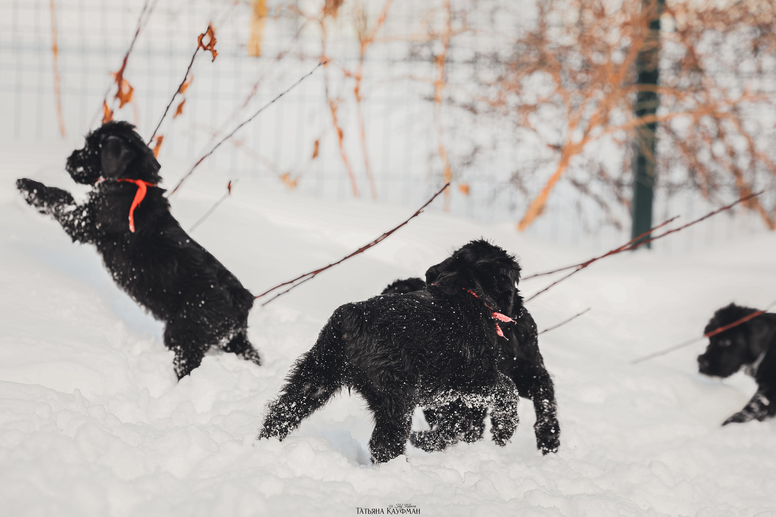 Ризеншнауцер, щенки ризеншнауцера, купить ризеншнауцера, купить щенка, ризеншнауцер Новосибирск, фотосъемка щенков, фотосессия собак, заказать фотосессию, фотографии щенков, сфотографировать щенка, фотограф Анималист, фотограф собак Новосибирск, фотограф анималист Новосибирск
