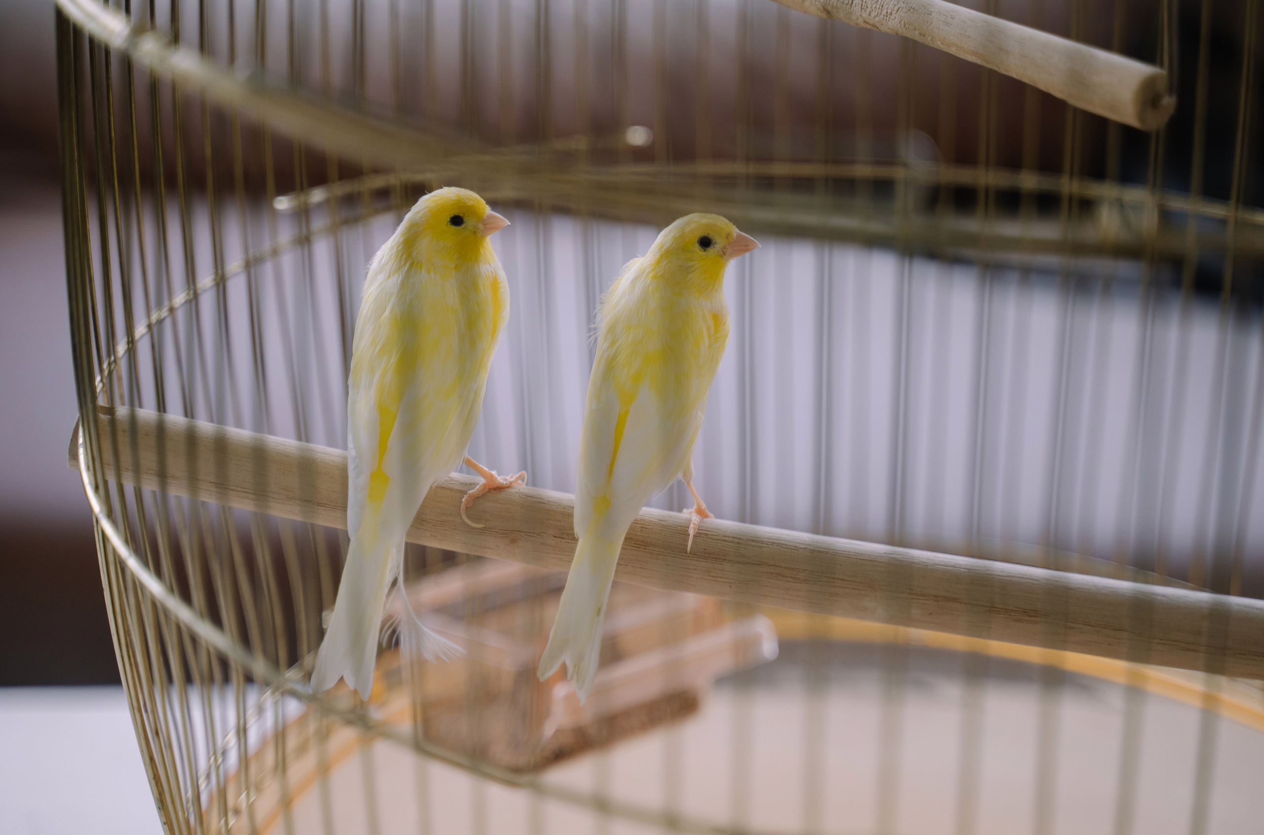 Свадебный день Руслана и Лали. Свадебный и семейный фотограф в Анапе Елена Полетаева