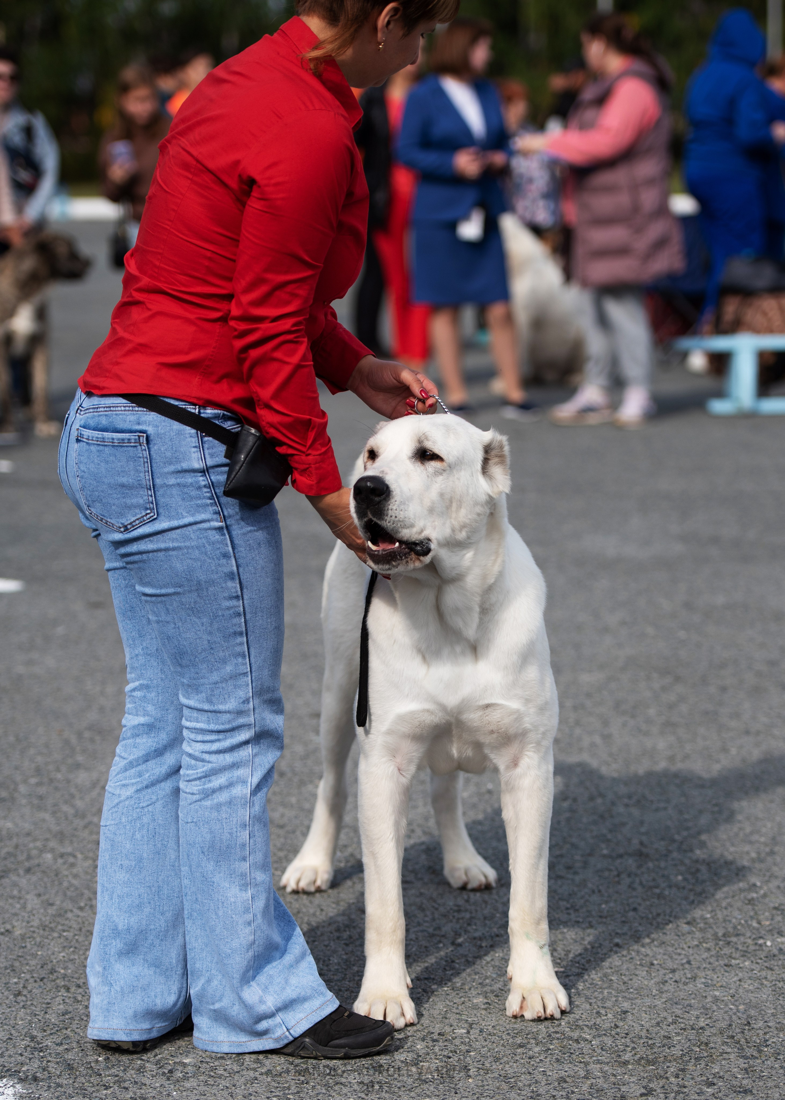 Выставка собак Тюмень 02.09.2023. Дог-фотограф в Тюмени Александра Королева