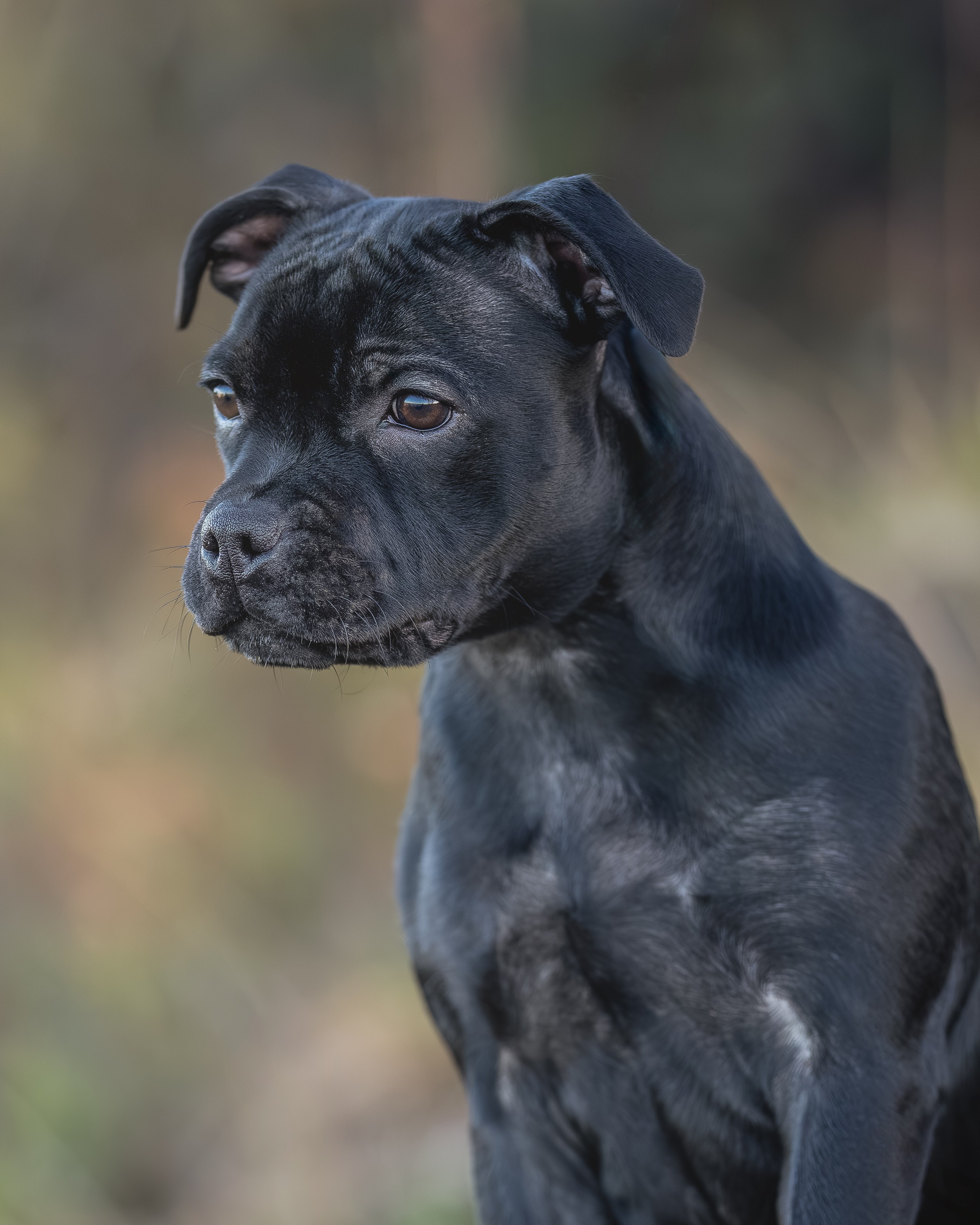 Пуля. Главная