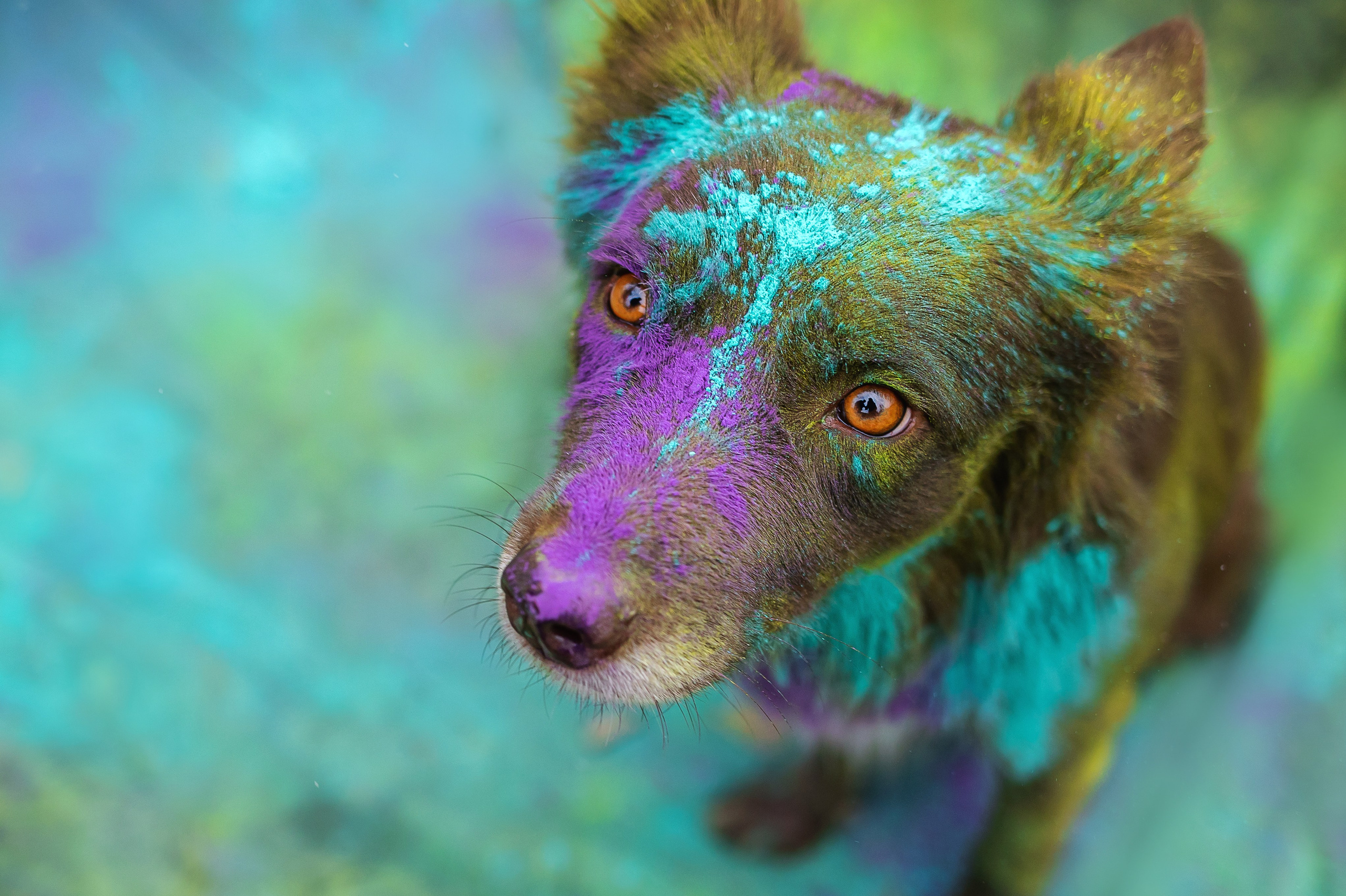 Пиксель и Зола