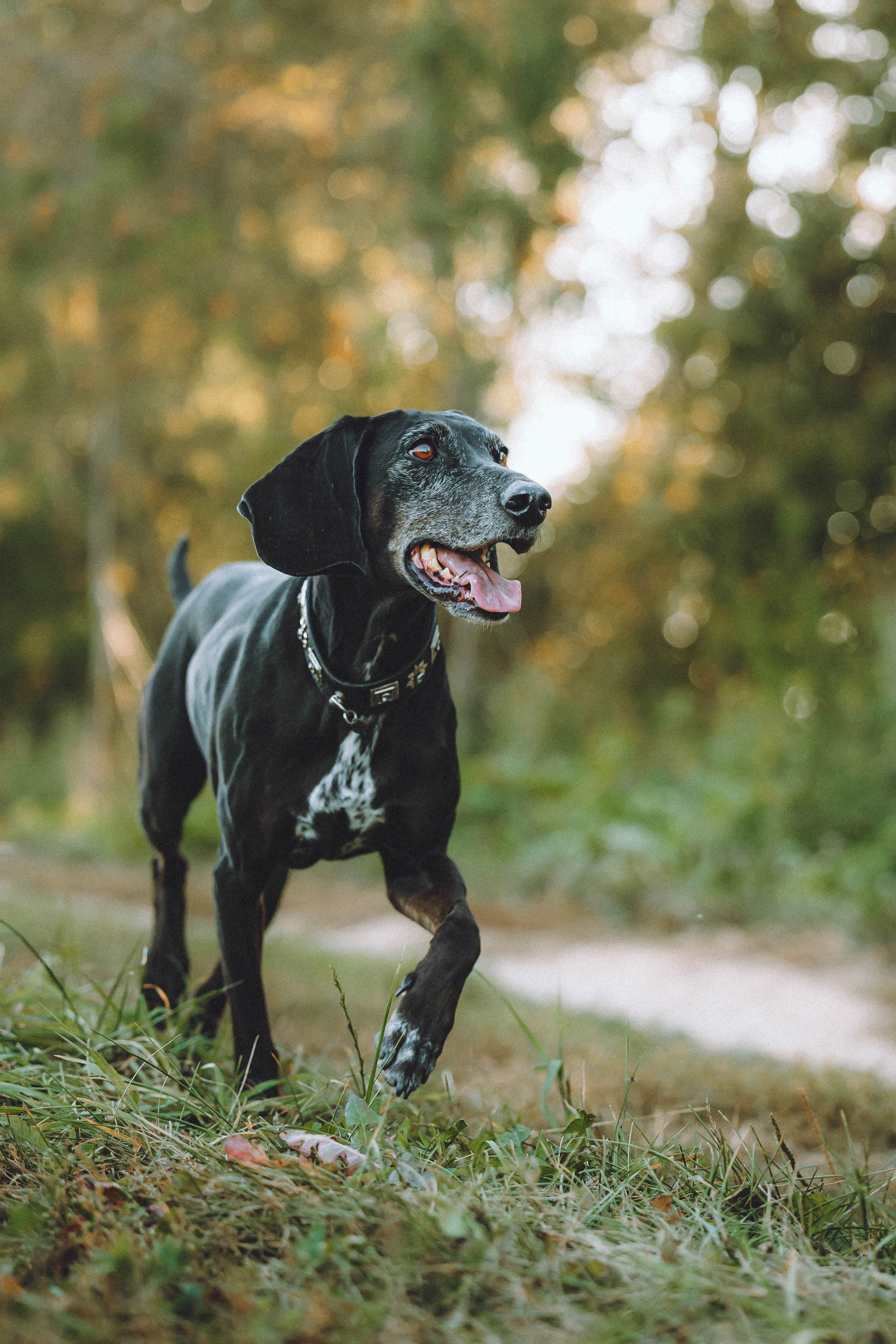 Камри и Пафи