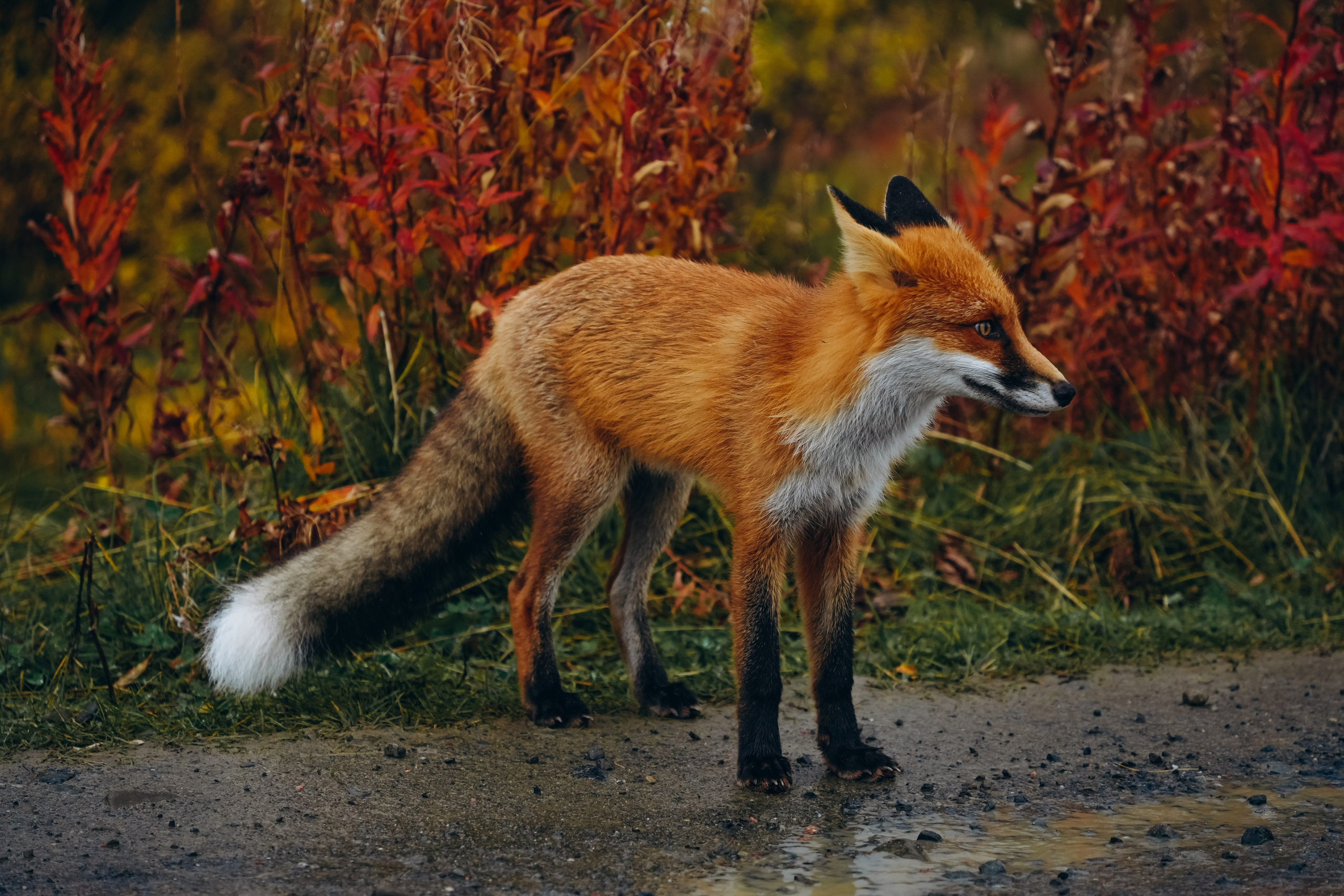 СЕВЕР. Event фотограф Степанова Александра