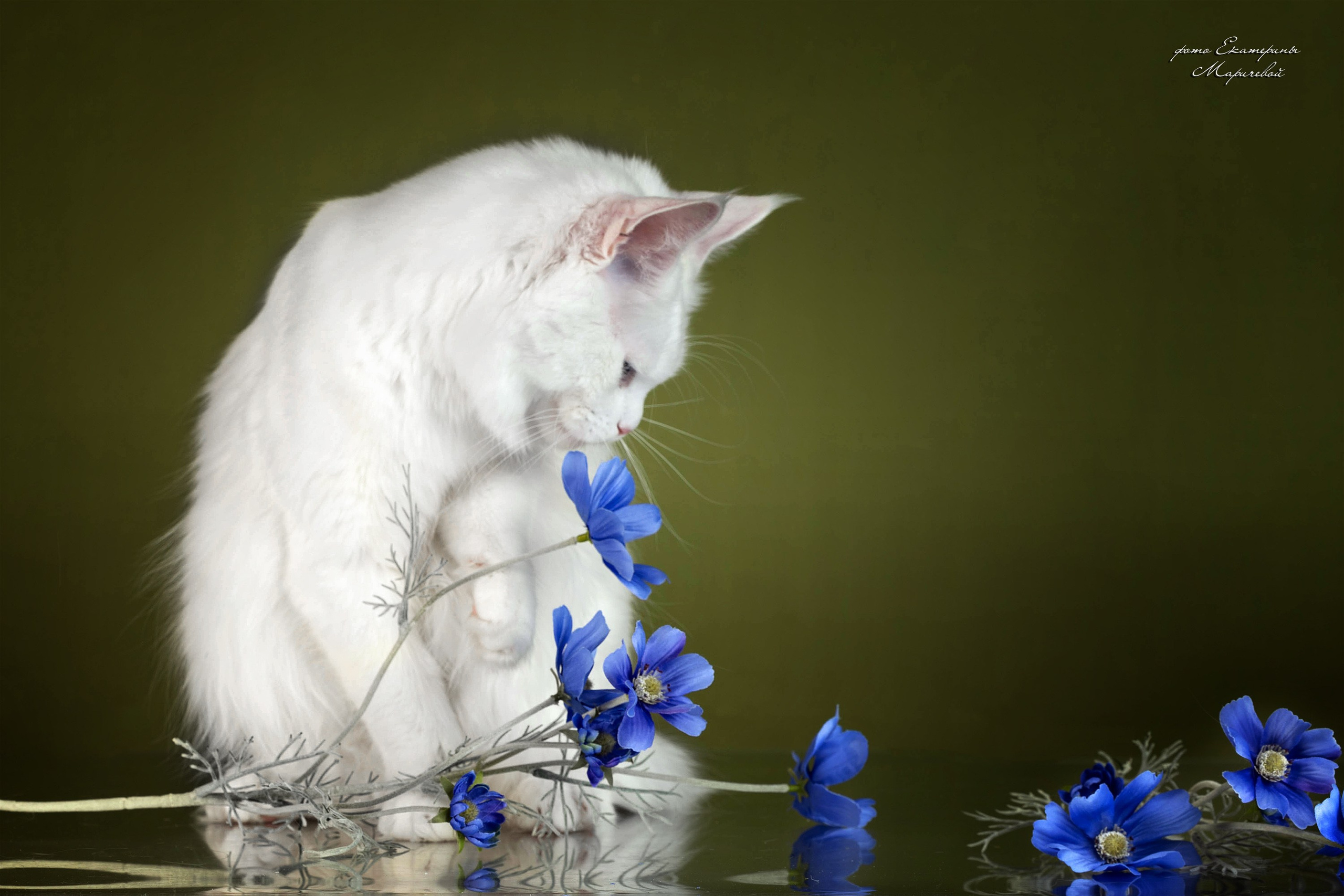 Стендовая съёмка на выставках кошек. Фотограф-анималист в Омске Екатерина Маричева