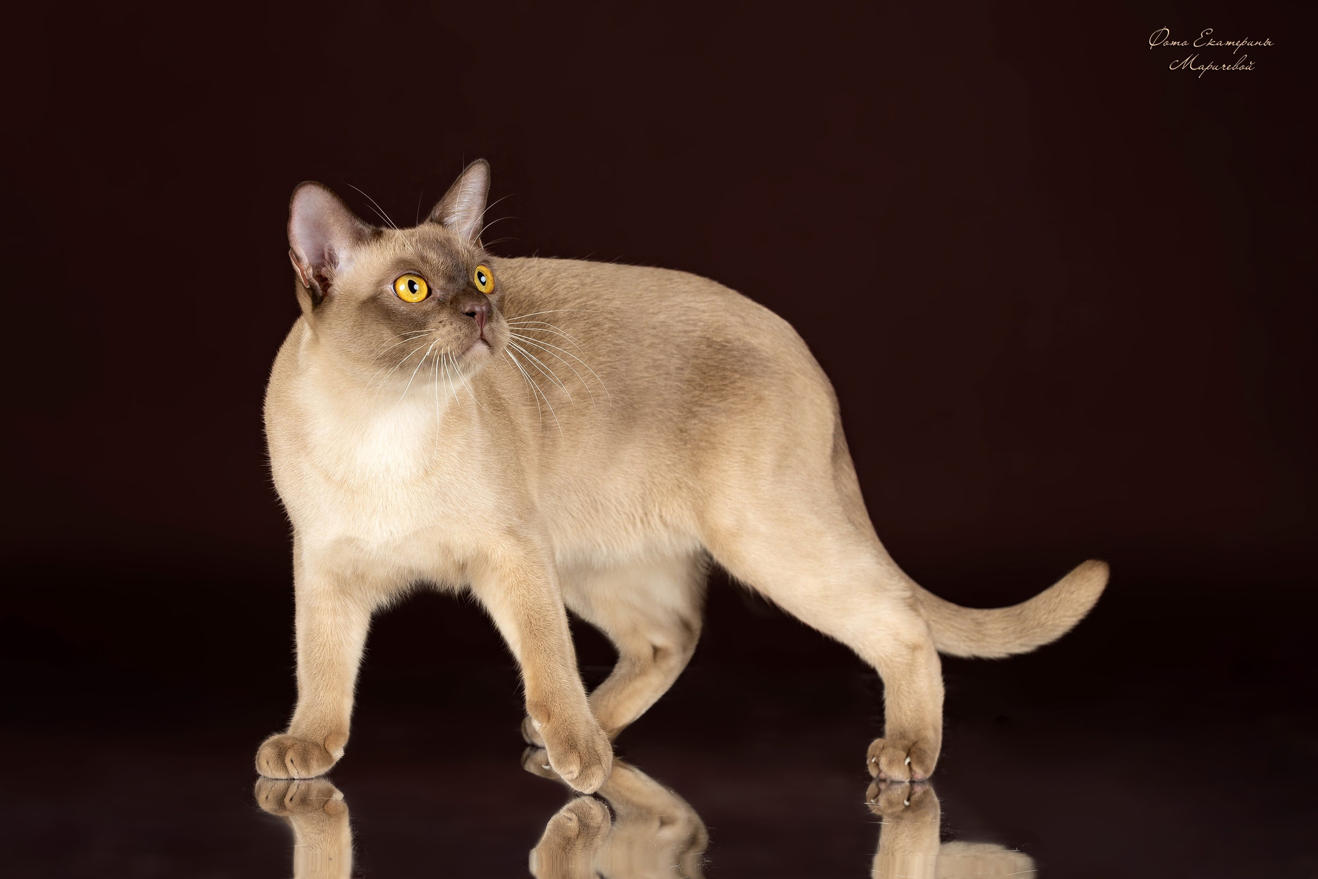 Коричневые фоны. Фотограф-анималист в Омске Екатерина Маричева