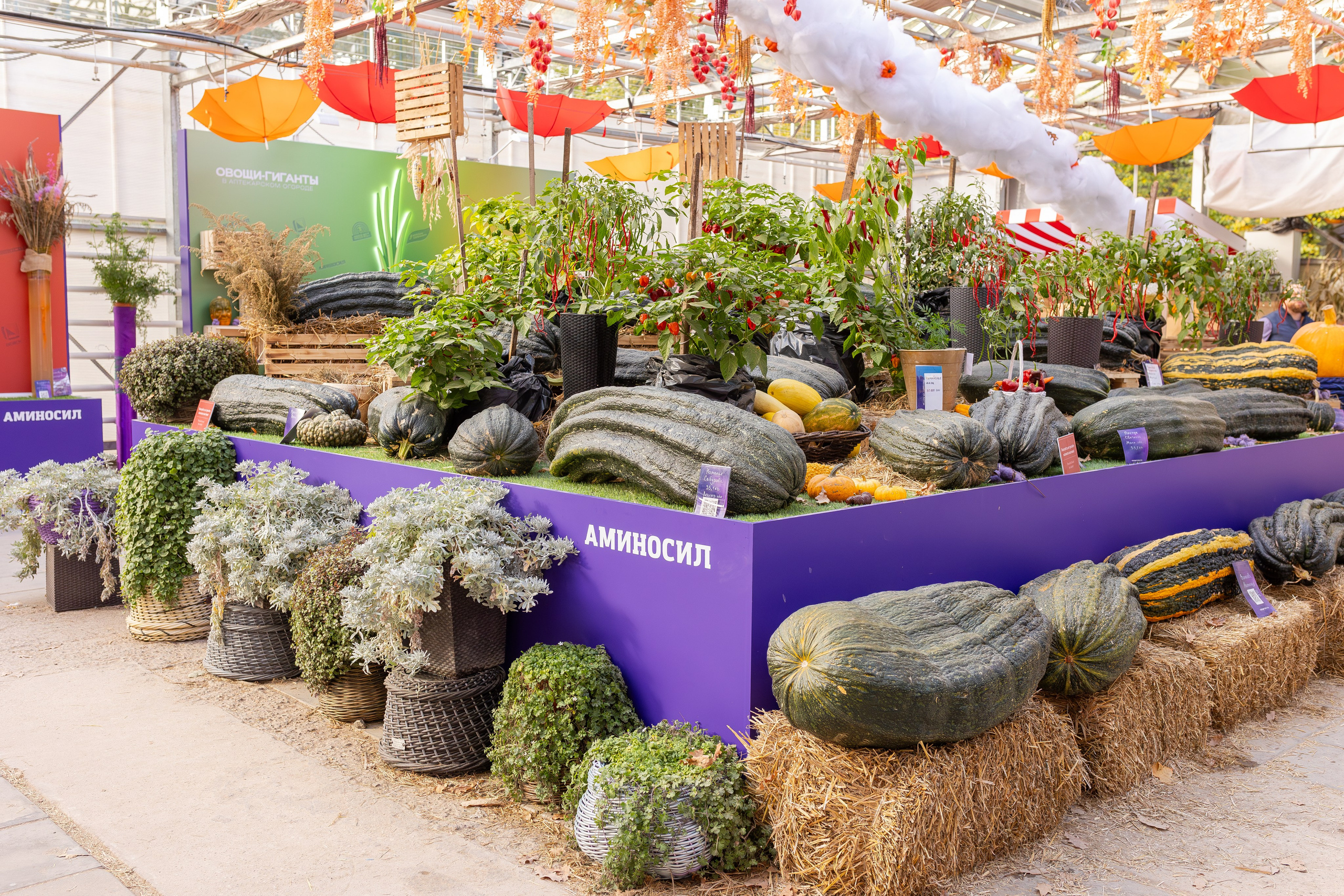 Овощи-гиганты. Александра Куликова фотограф, Москва